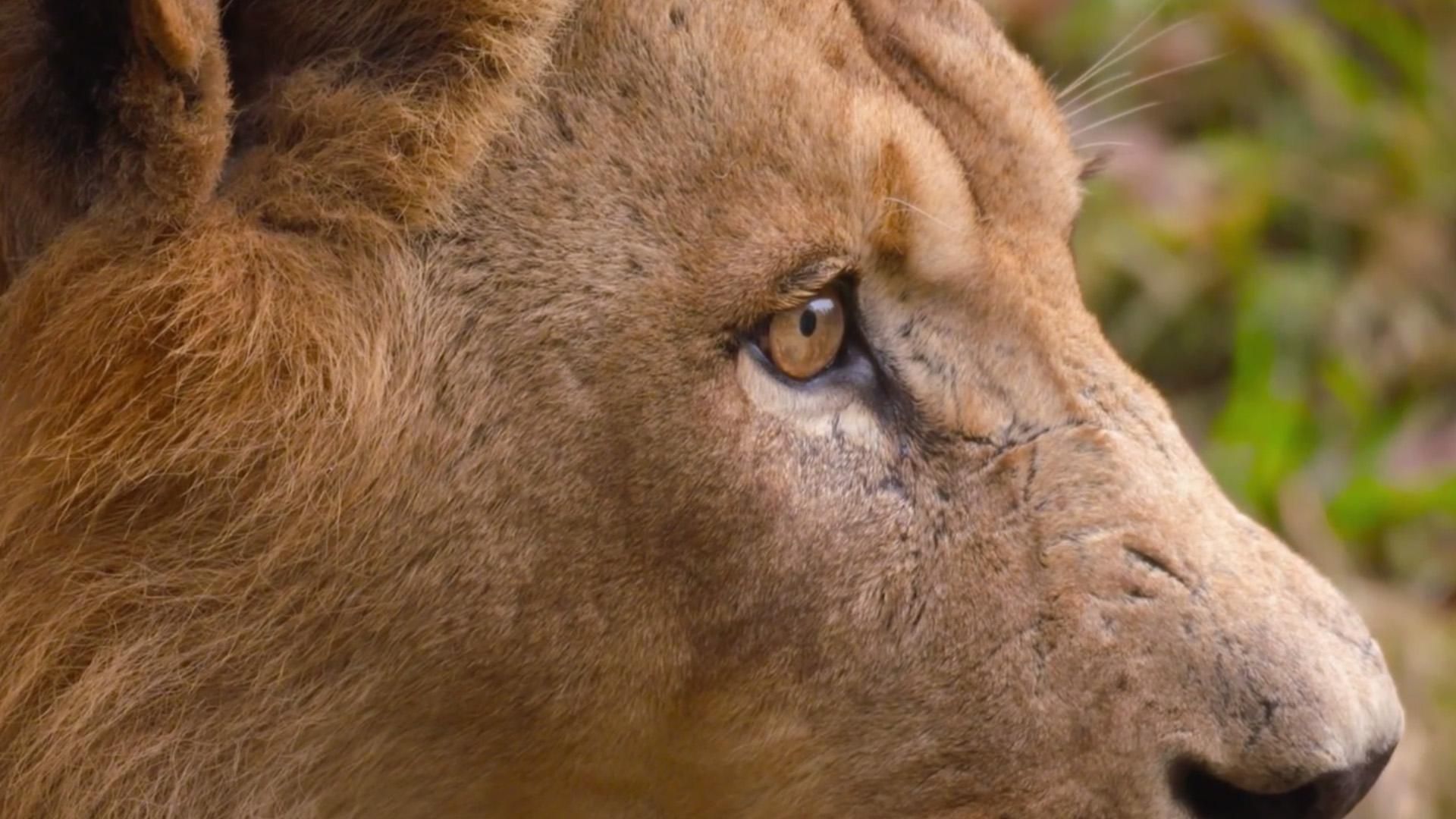Secrets of the Zoo: North Carolina background