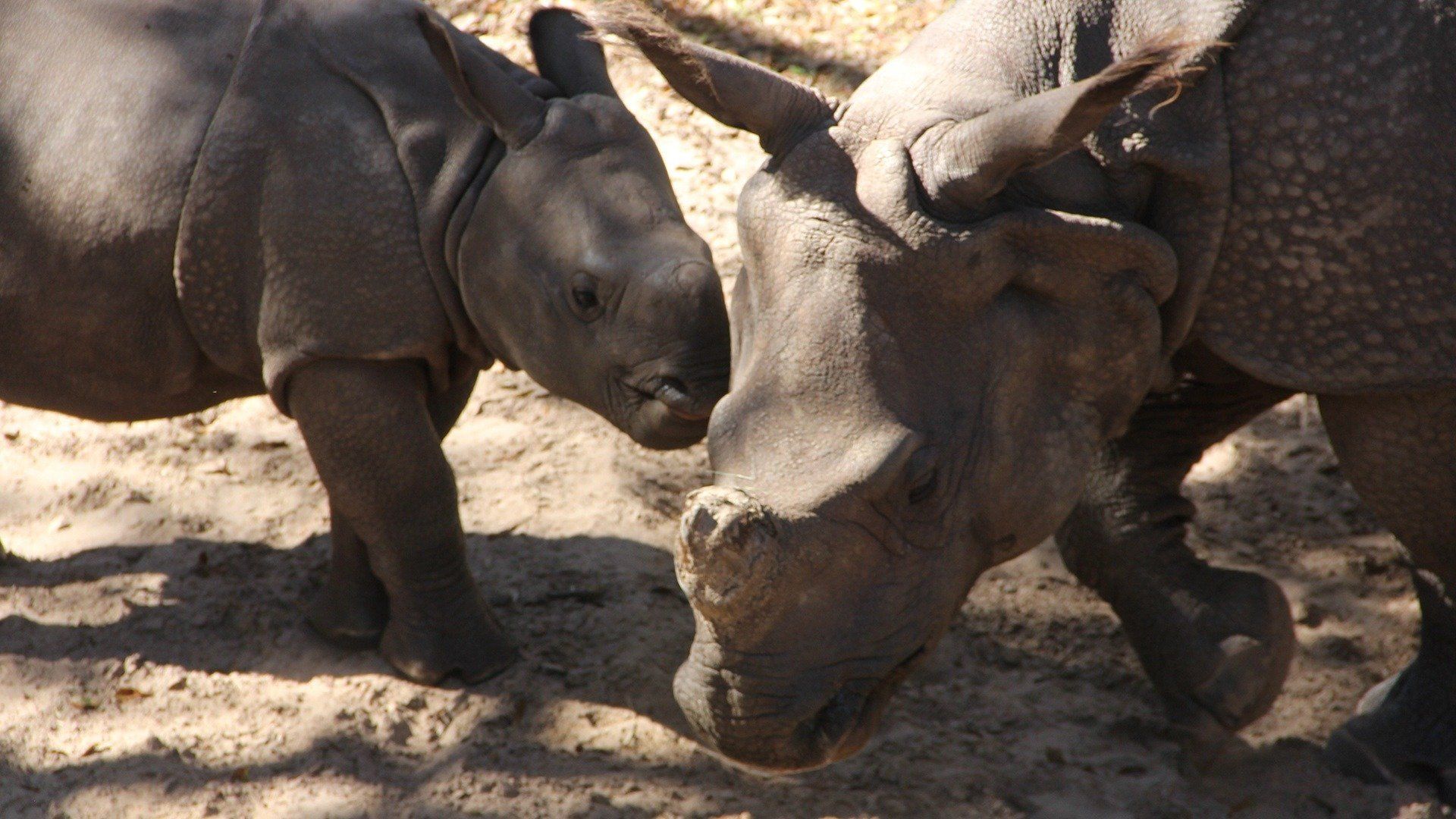 Secrets of the Zoo: Tampa background