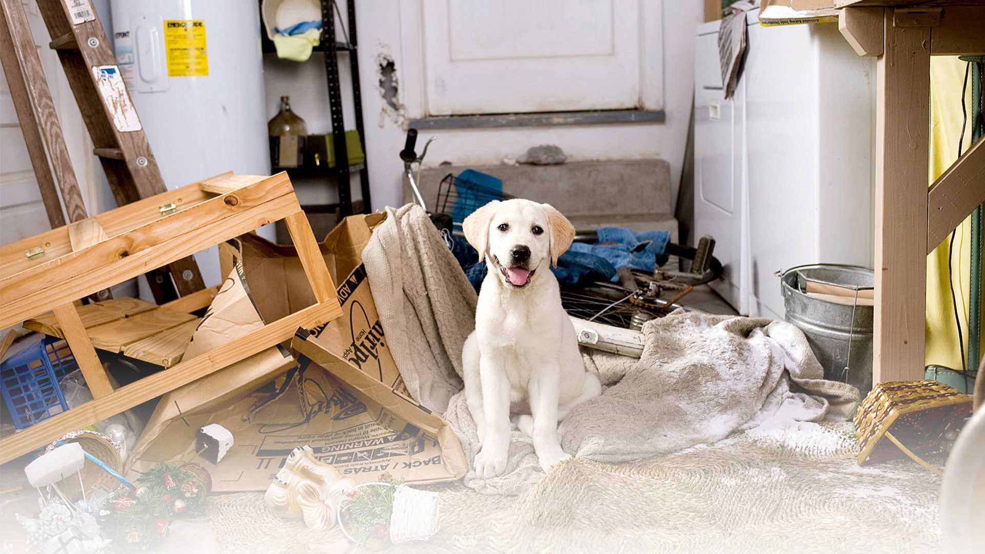 Marley & Me background