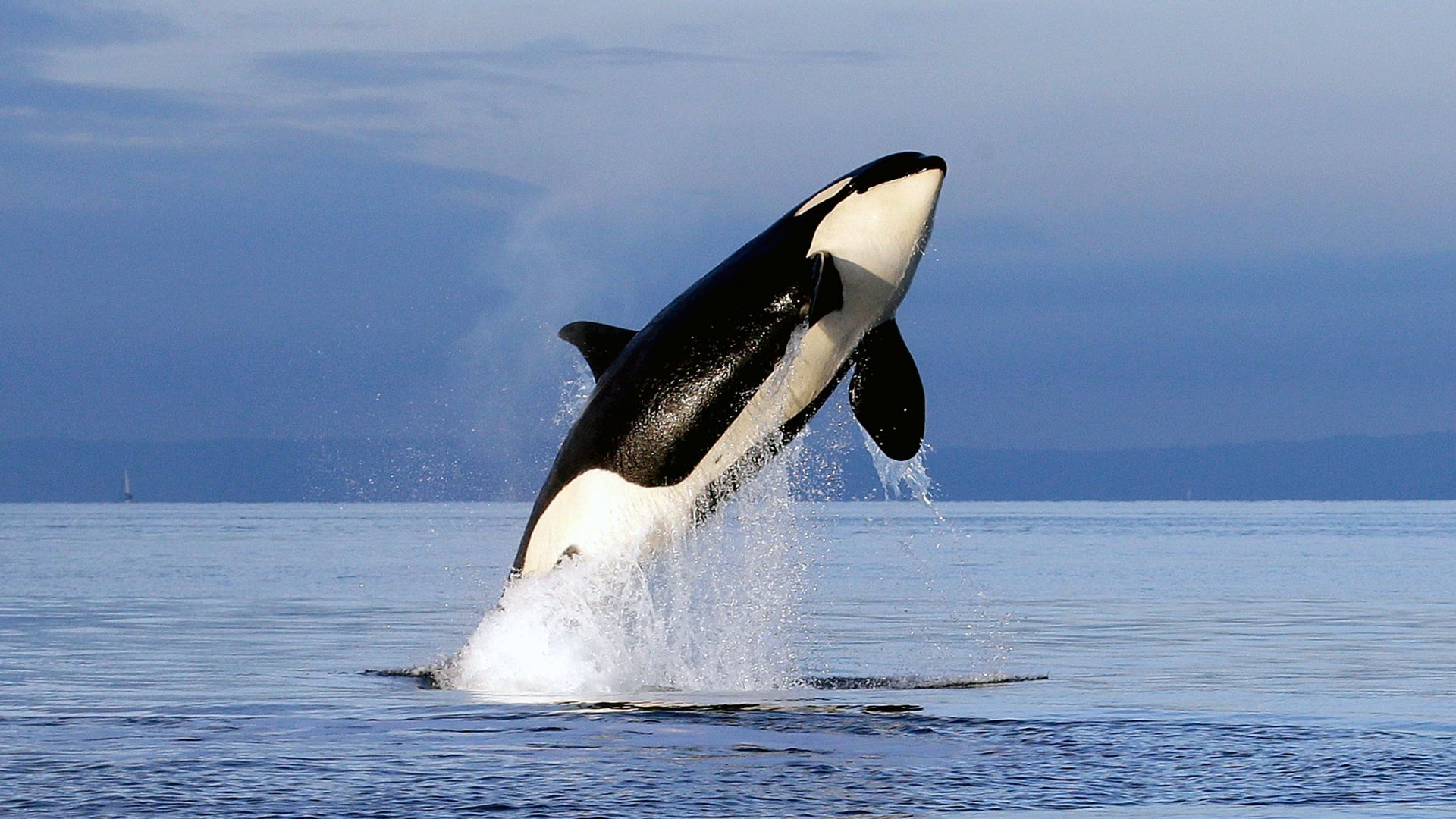 Free Willy background
