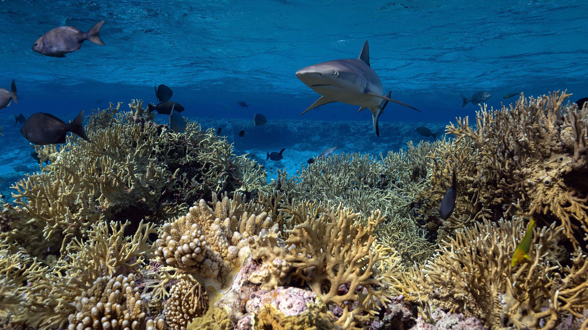 Protecting Paradise: The Story of Niue background