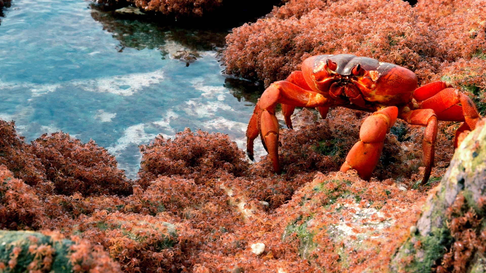 The Giant Robber Crab background