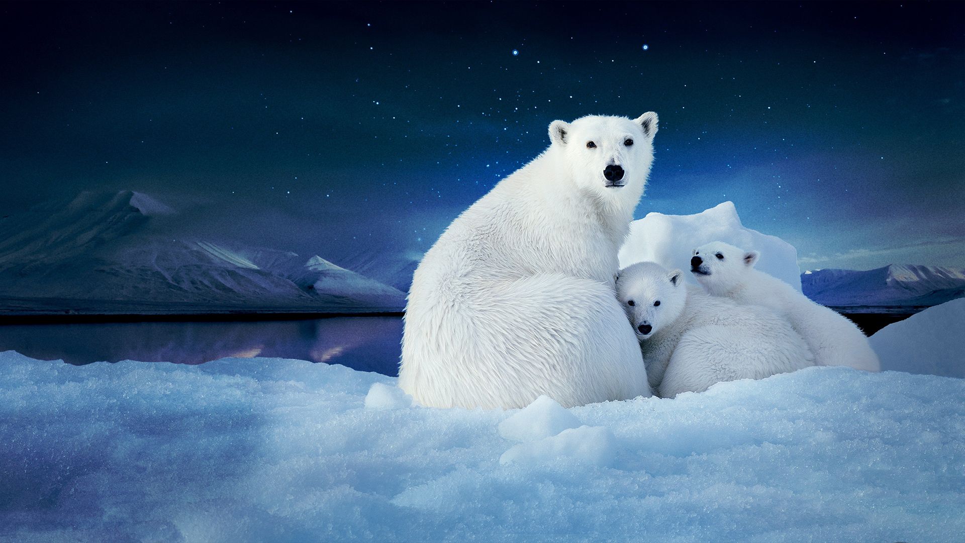 To the Arctic 3D background