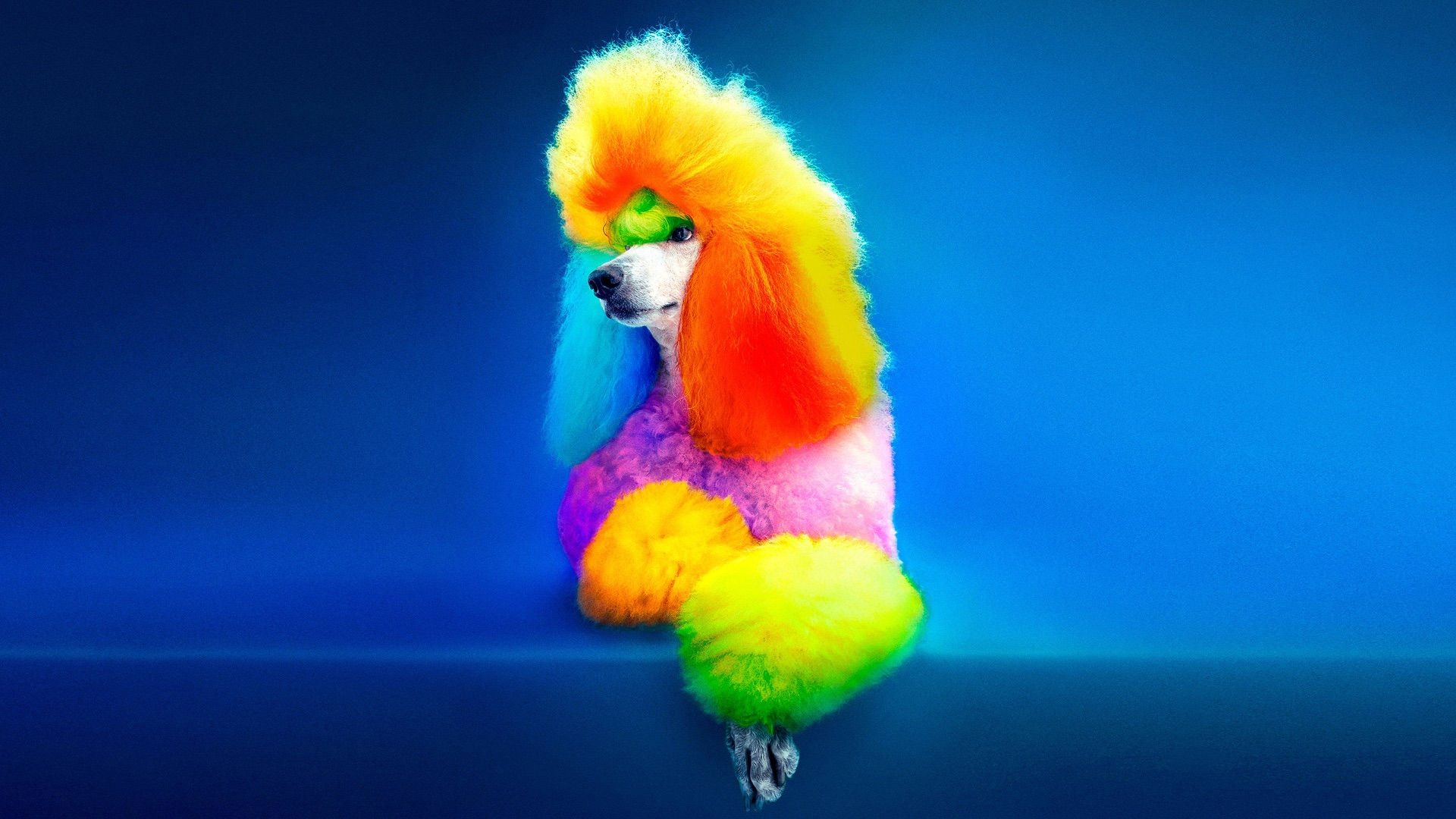 Well Groomed background