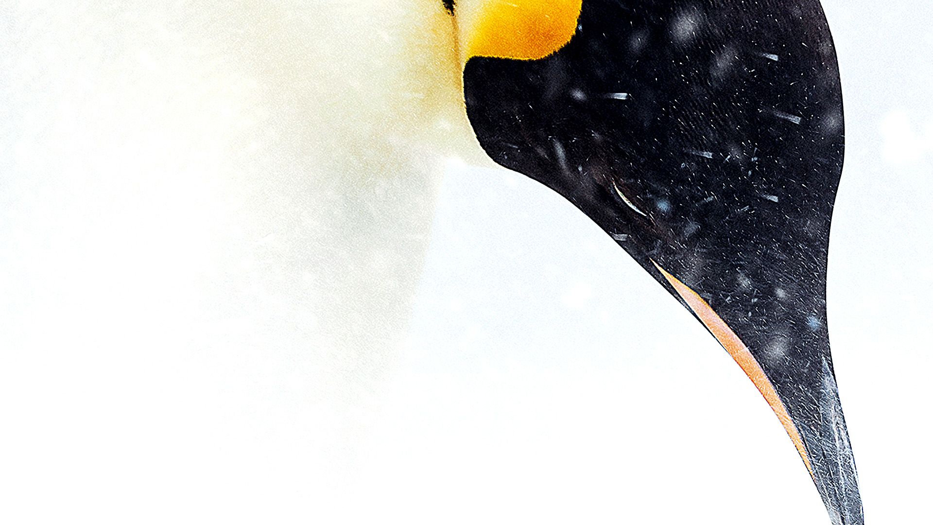 March of the Penguins 2: The Next Step background