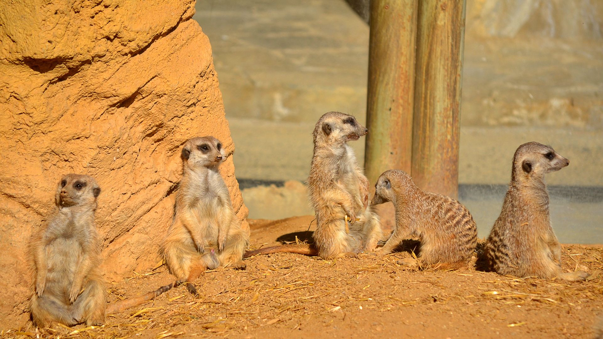 The Meerkats background