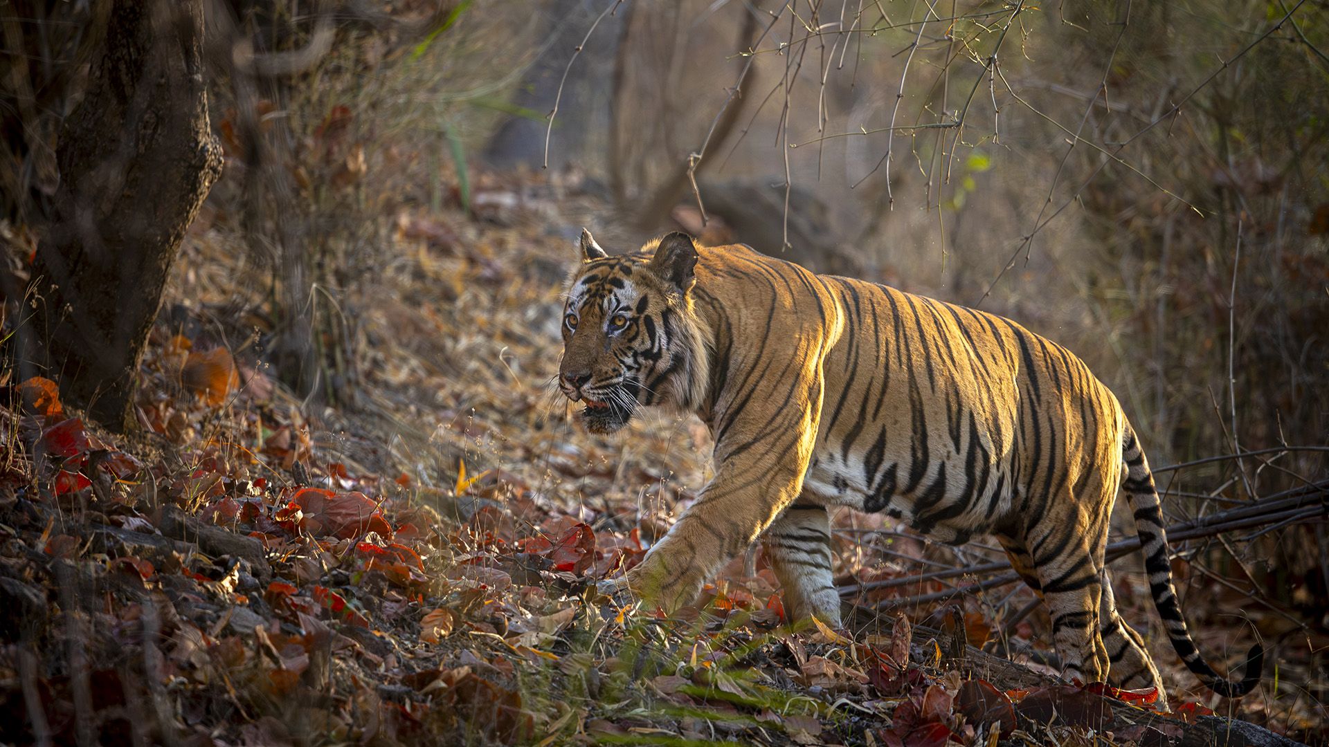 Tiger background