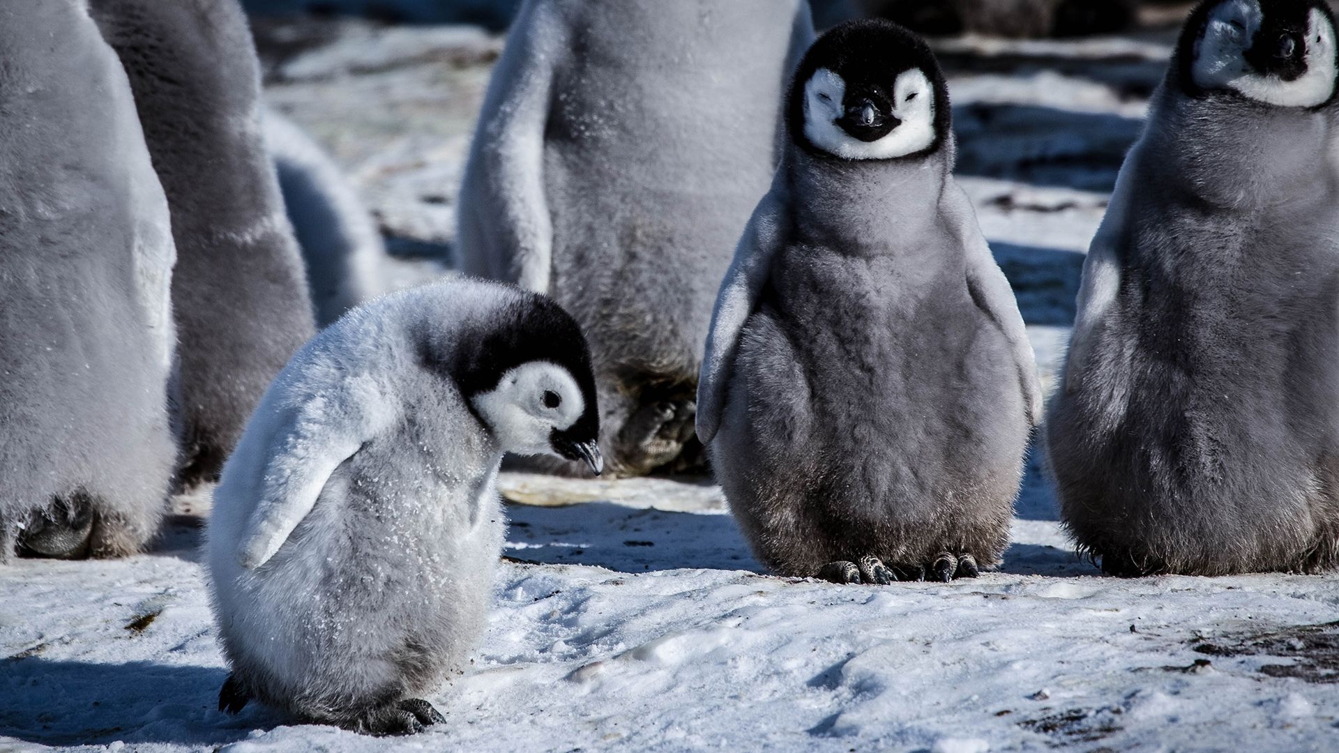 Snow Chick: A Penguin's Tale background