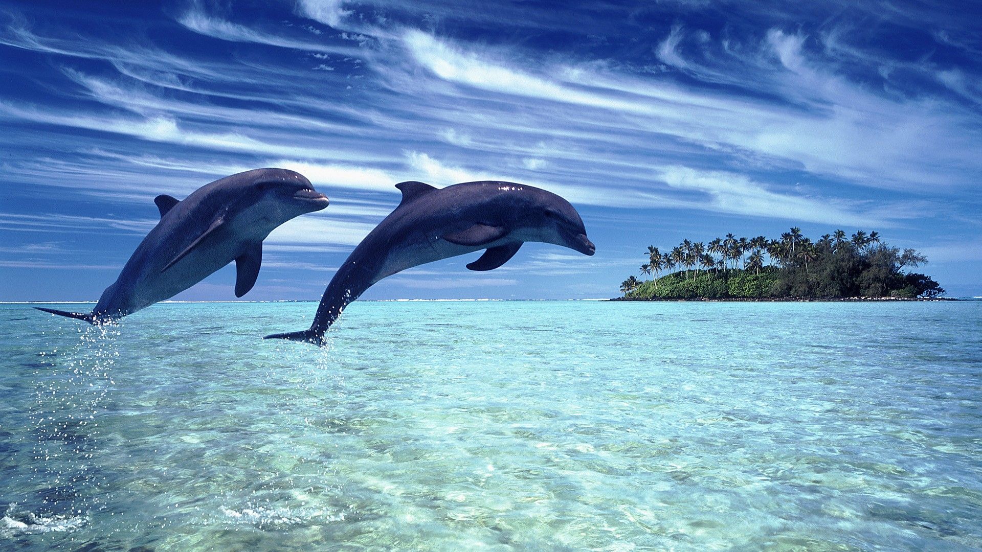 Dolphins background