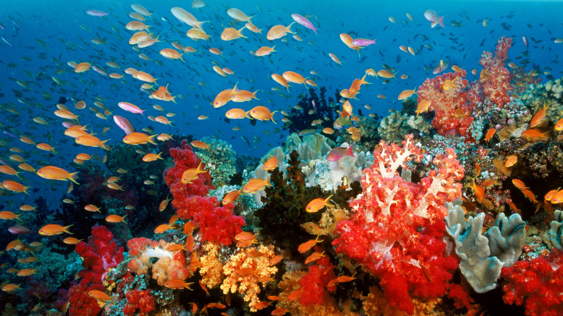 OceanWorld 3D background