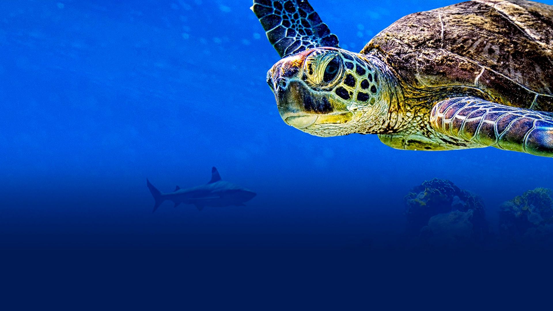 Turtle Odyssey background