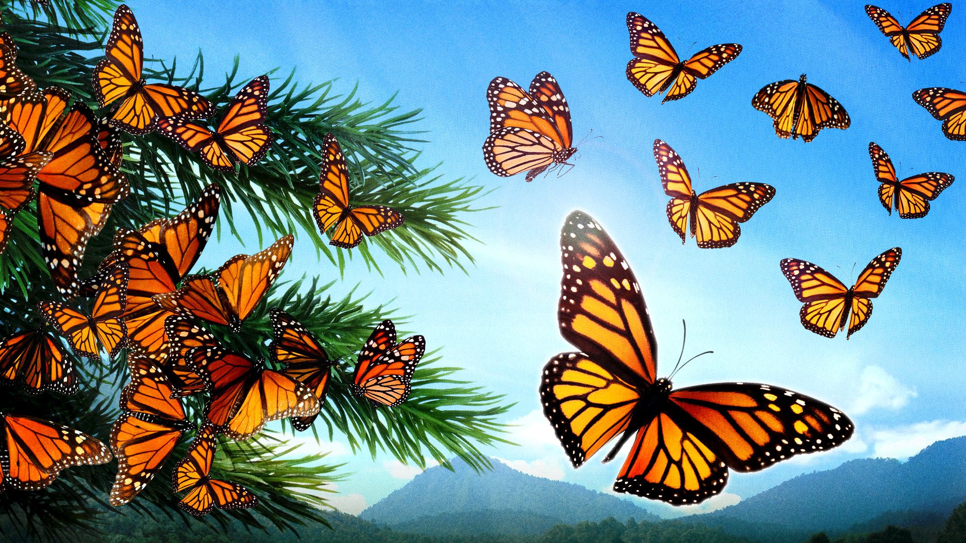 Flight of the Butterflies background