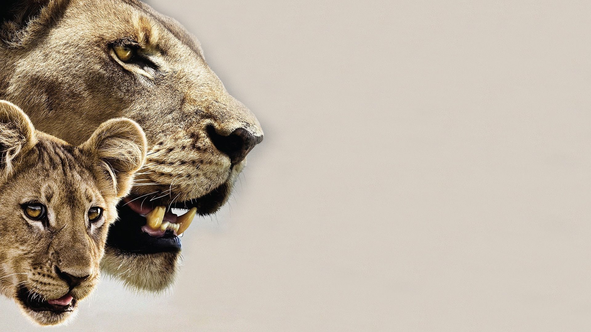 The Last Lions background