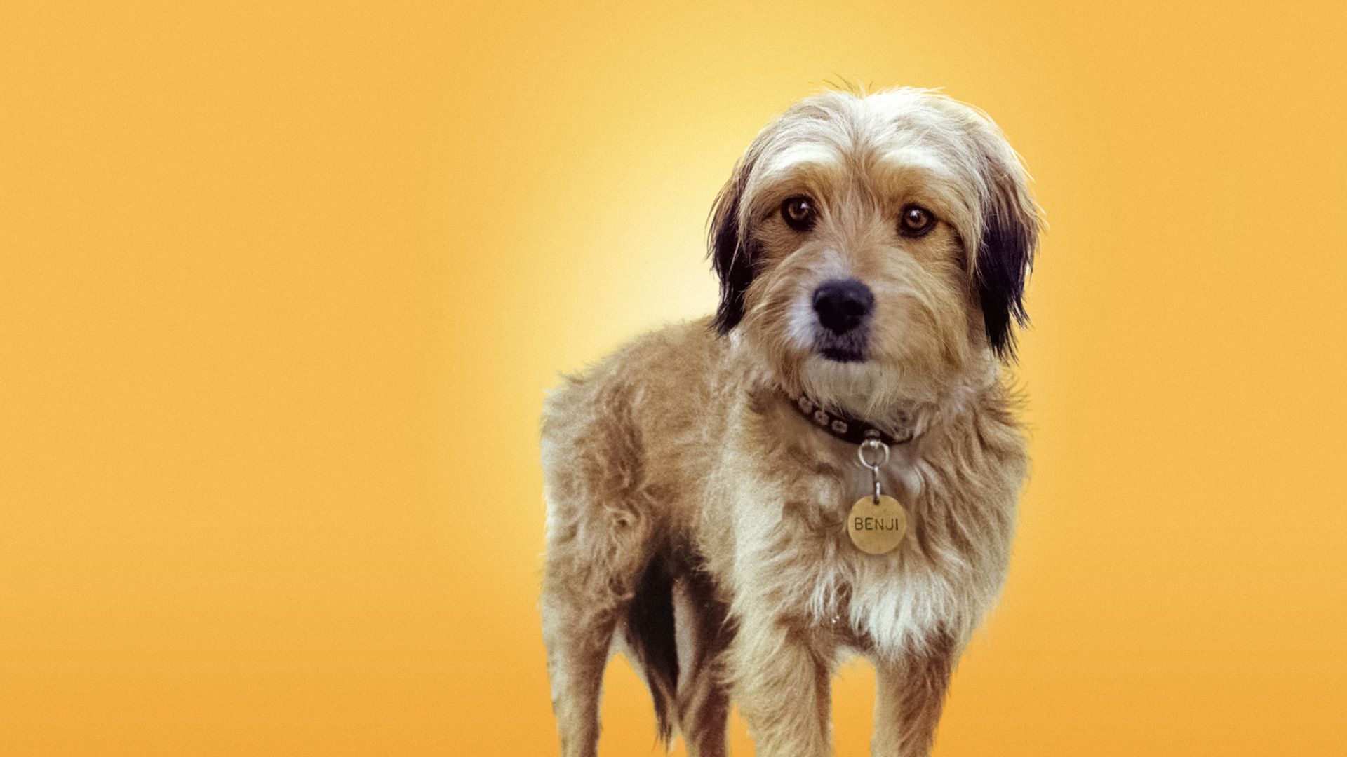 Benji background