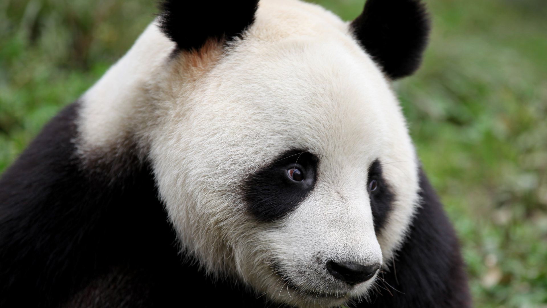 Pandas: The Journey Home background