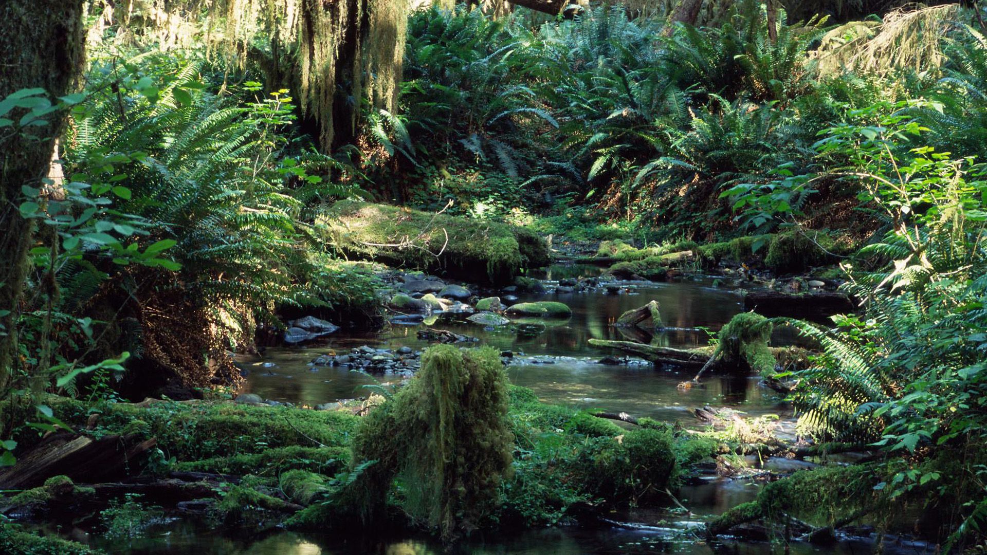 Tropical Rainforest background