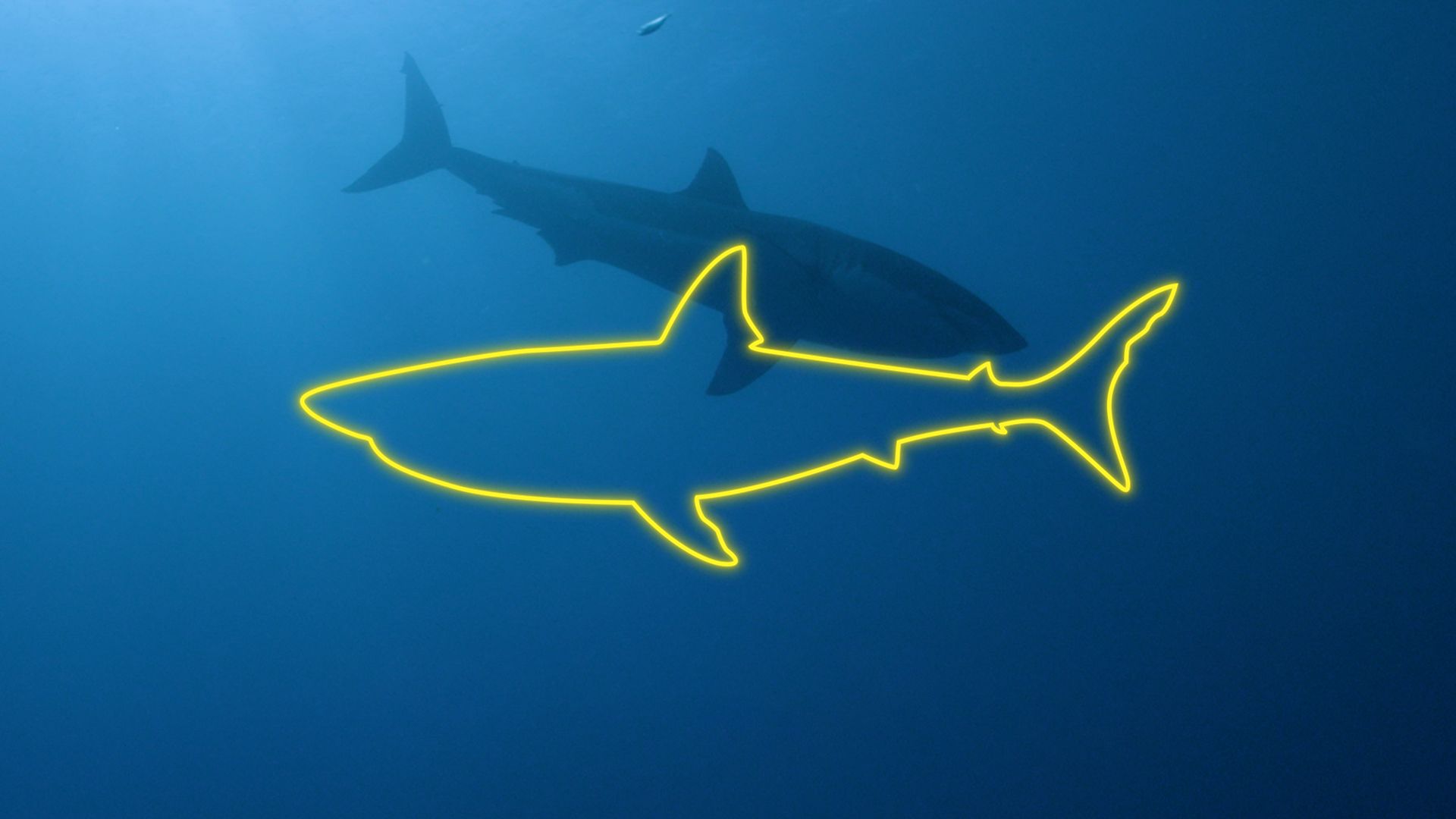 Game of Sharks background