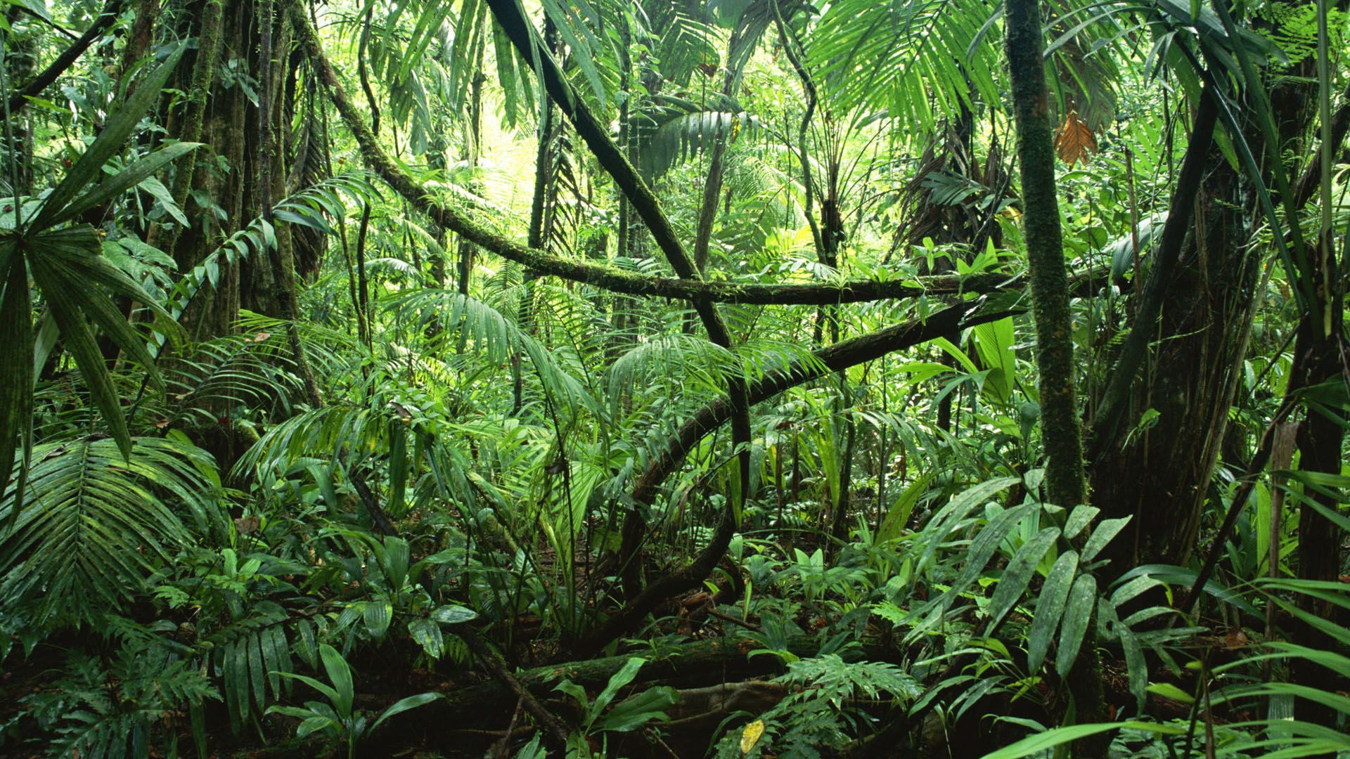 Jungle background