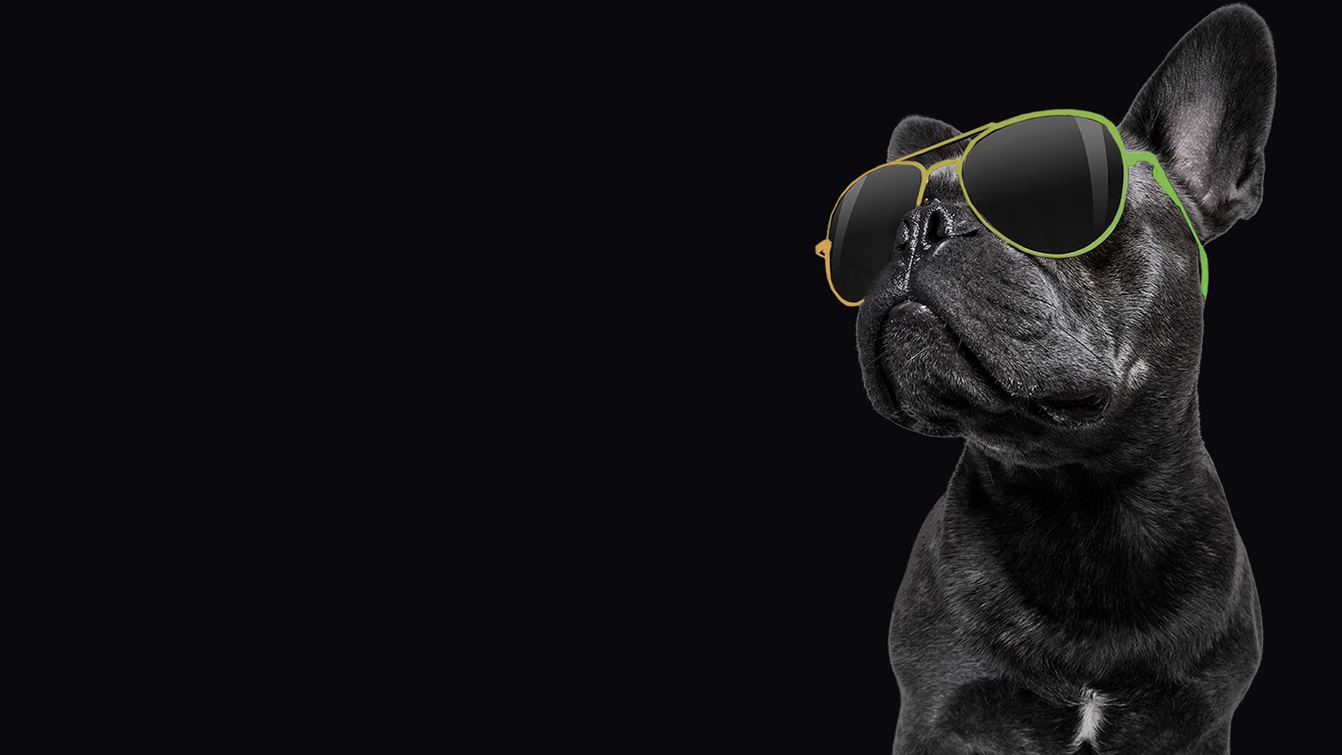America's Funniest Videos: Animal Edition background