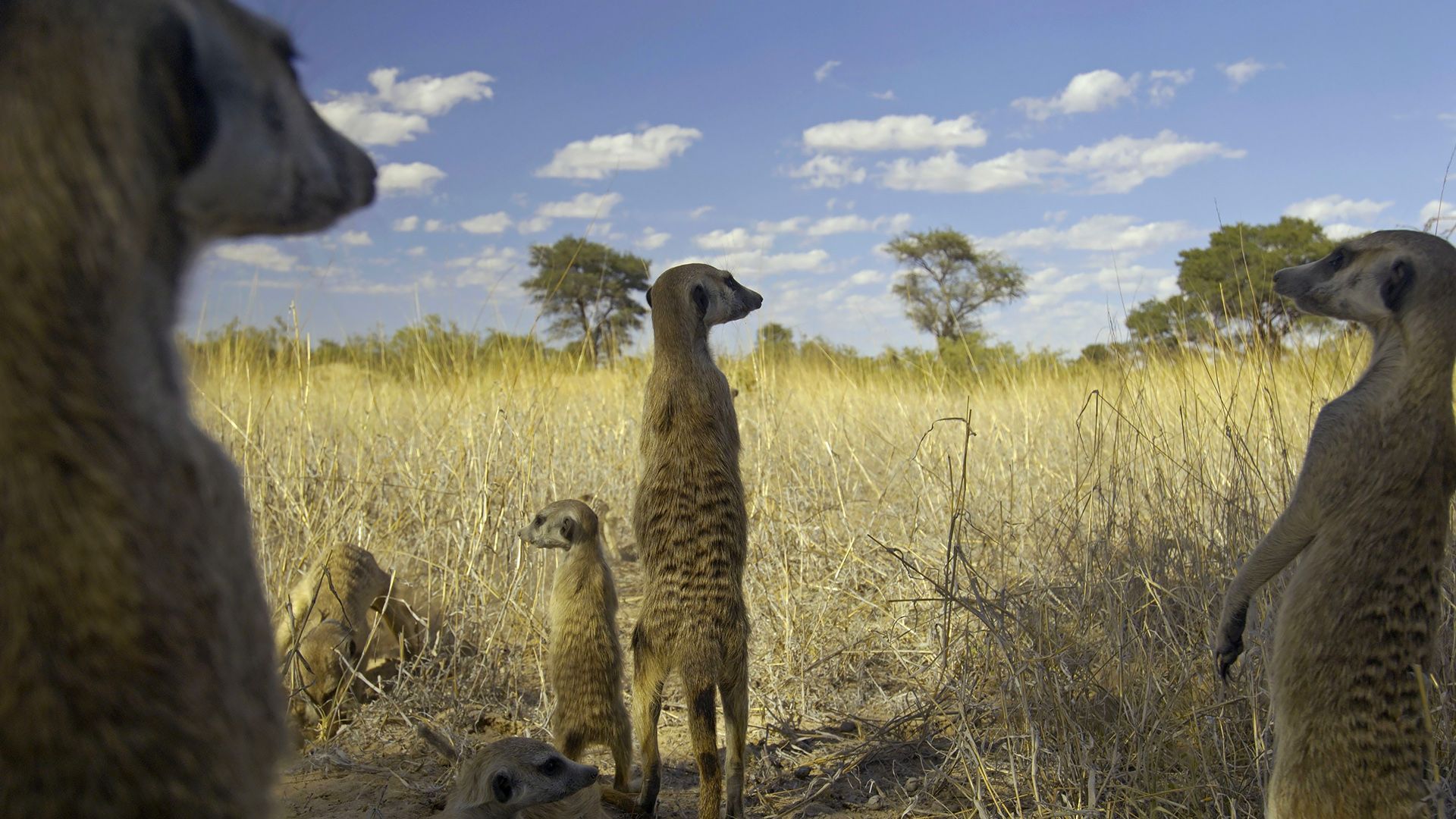 Meerkat Manor background