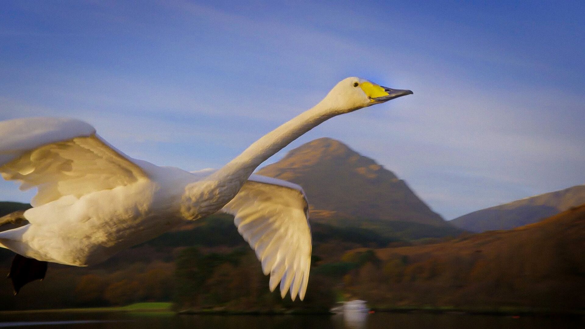 David Attenborough's Conquest of the Skies 3D background