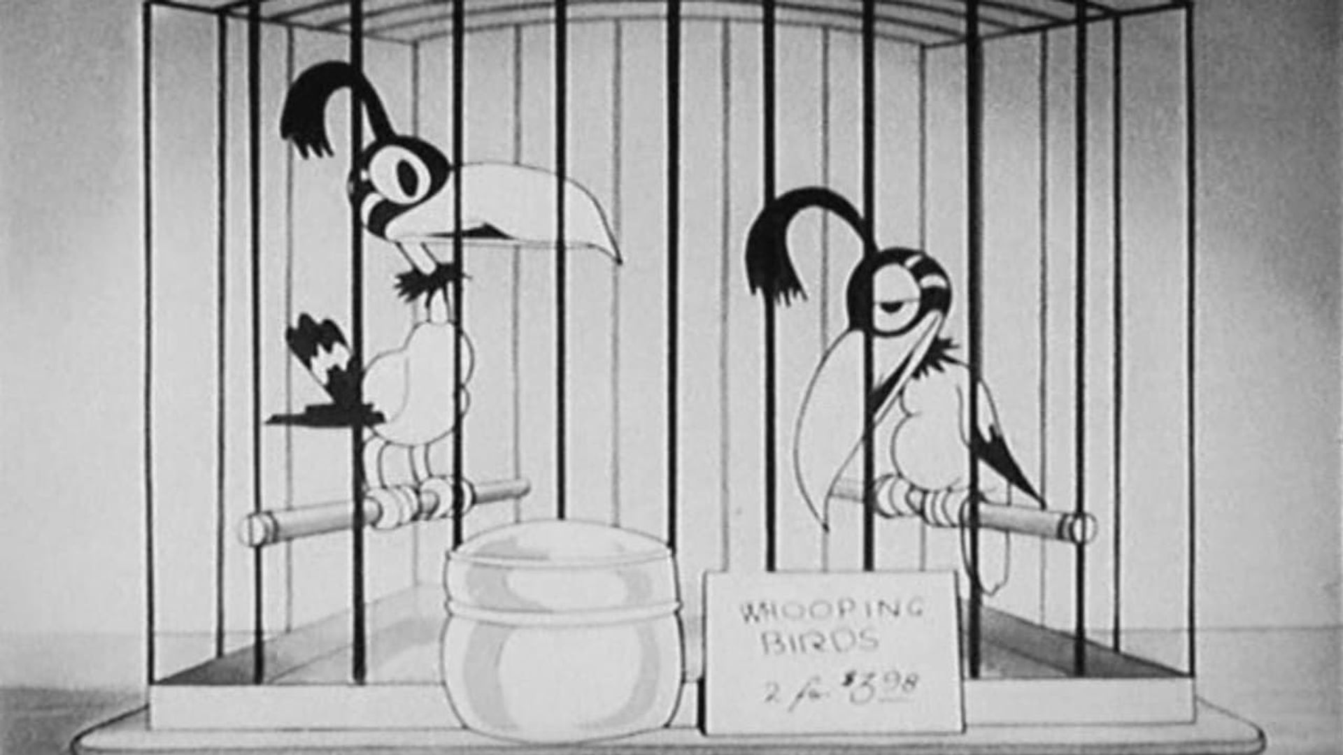 The Bird Store background