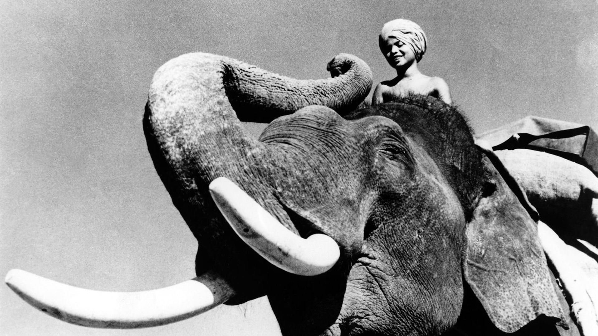 Elephant Boy background