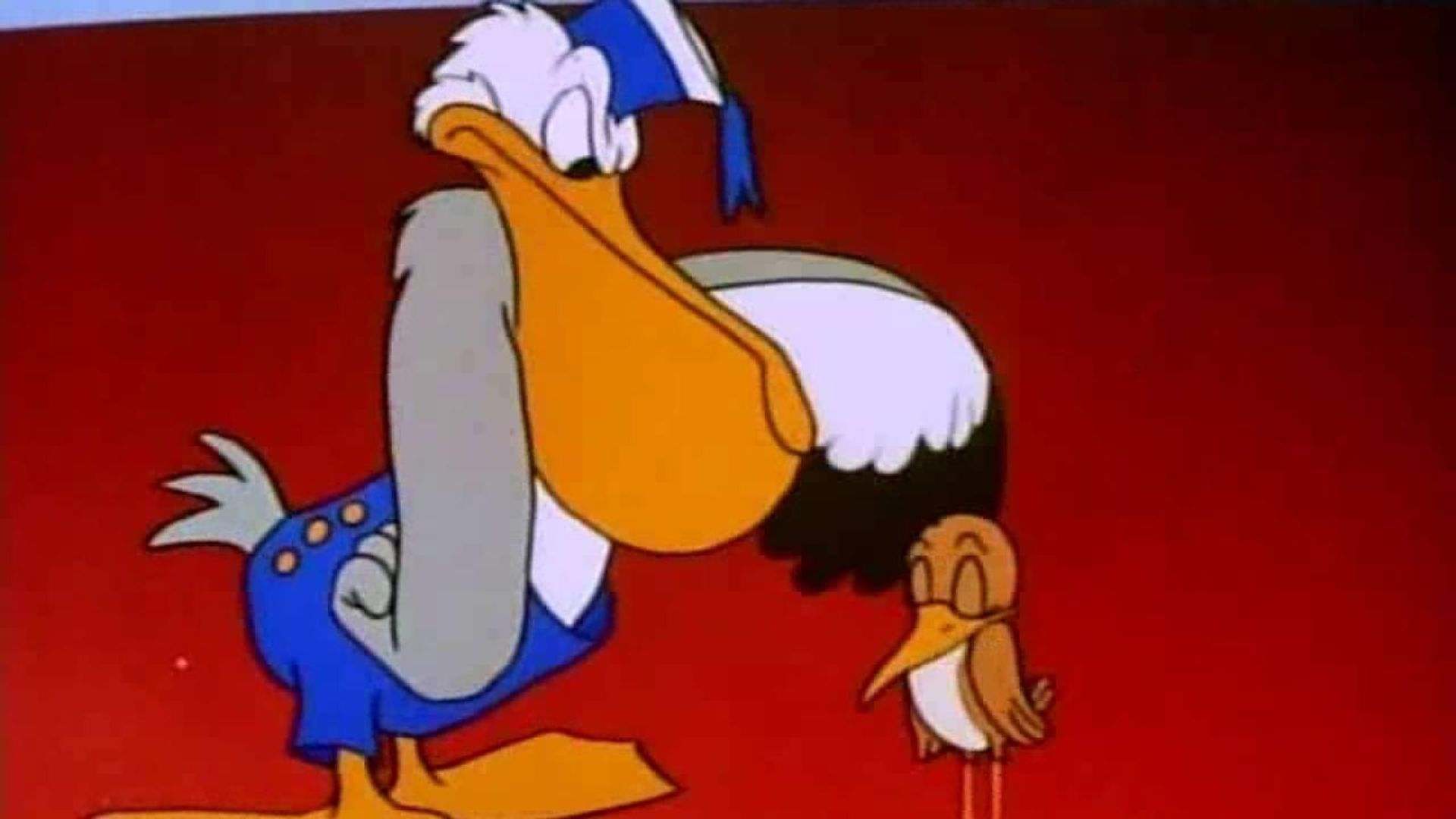 The Pelican and the Snipe background