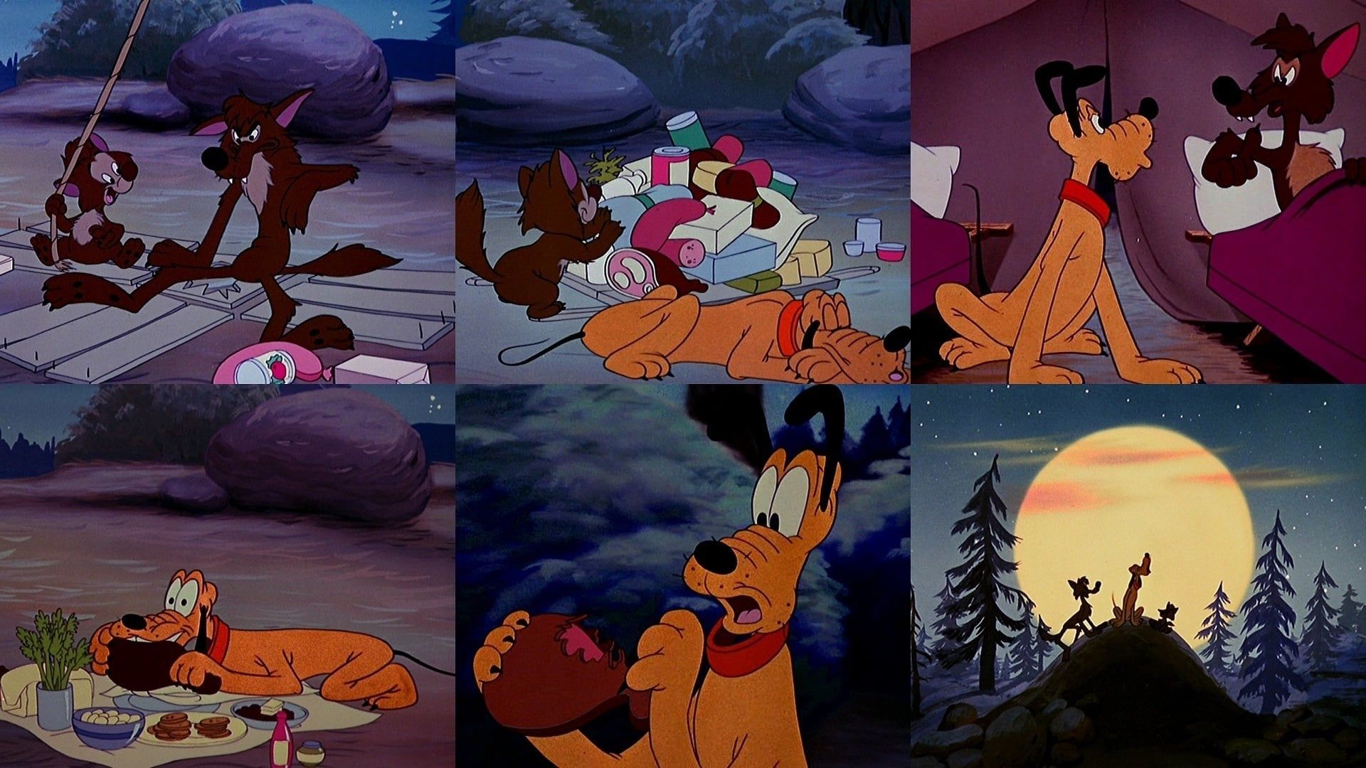Camp Dog background