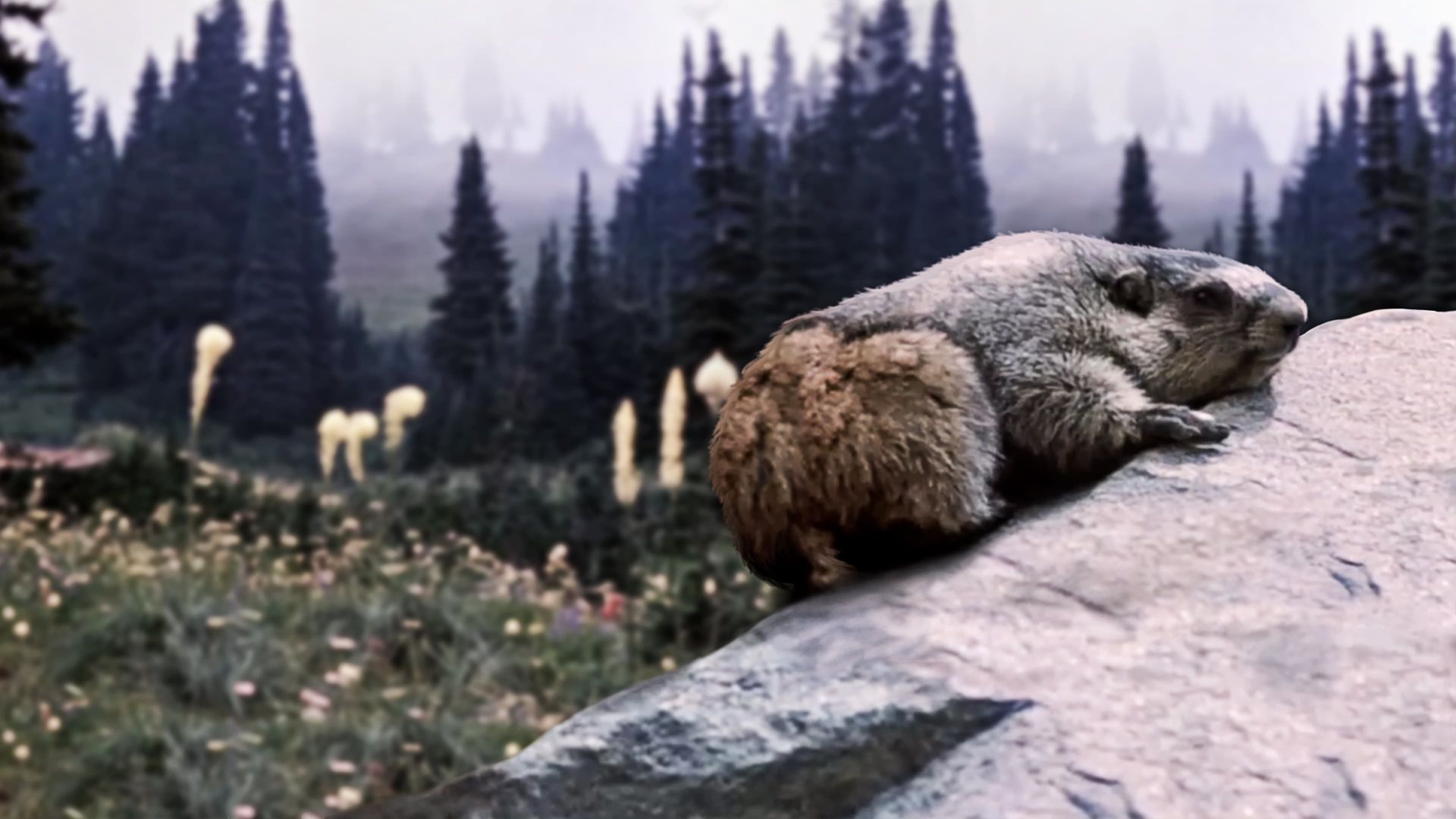 Beaver Valley background