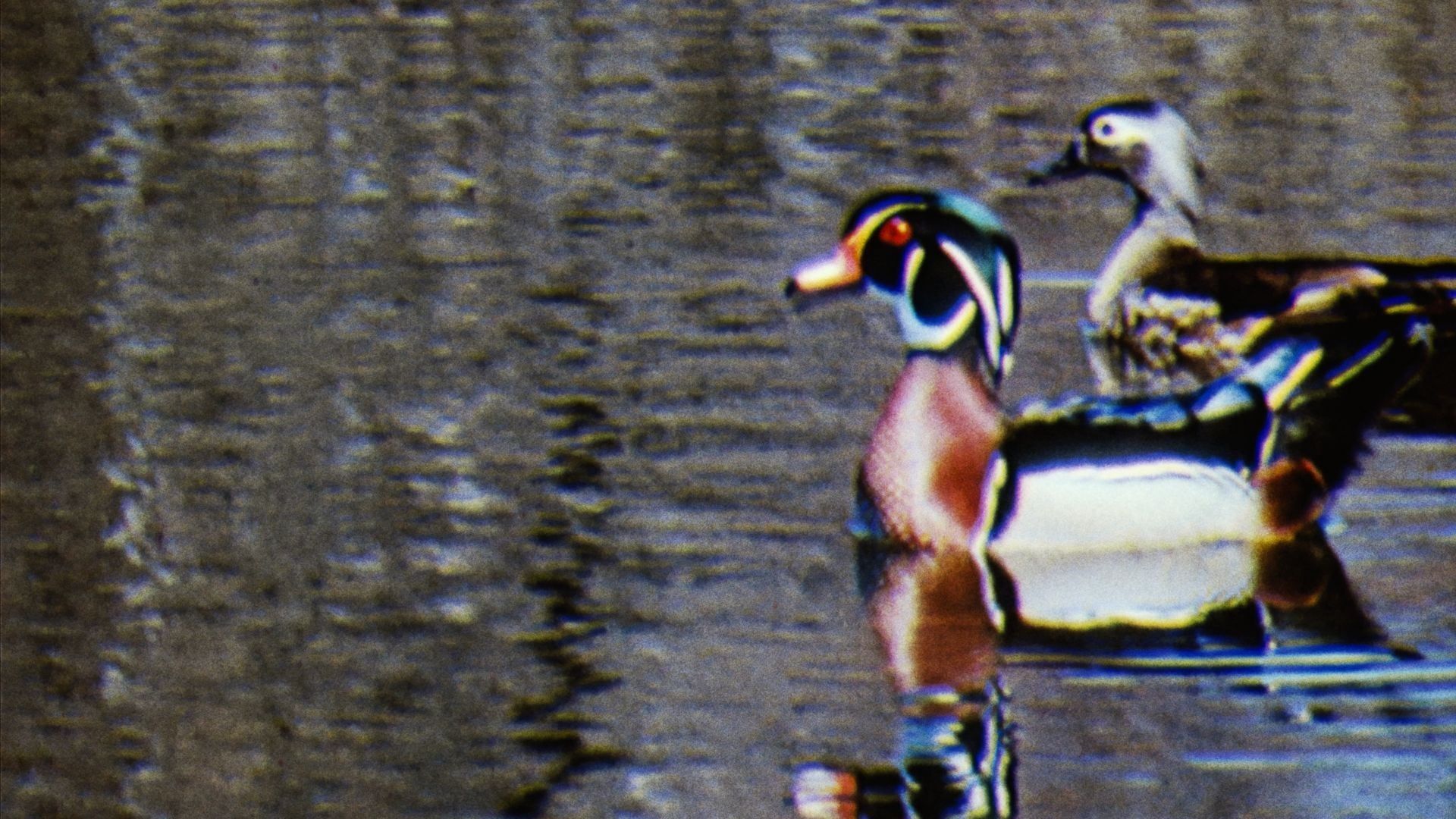 Water Birds background