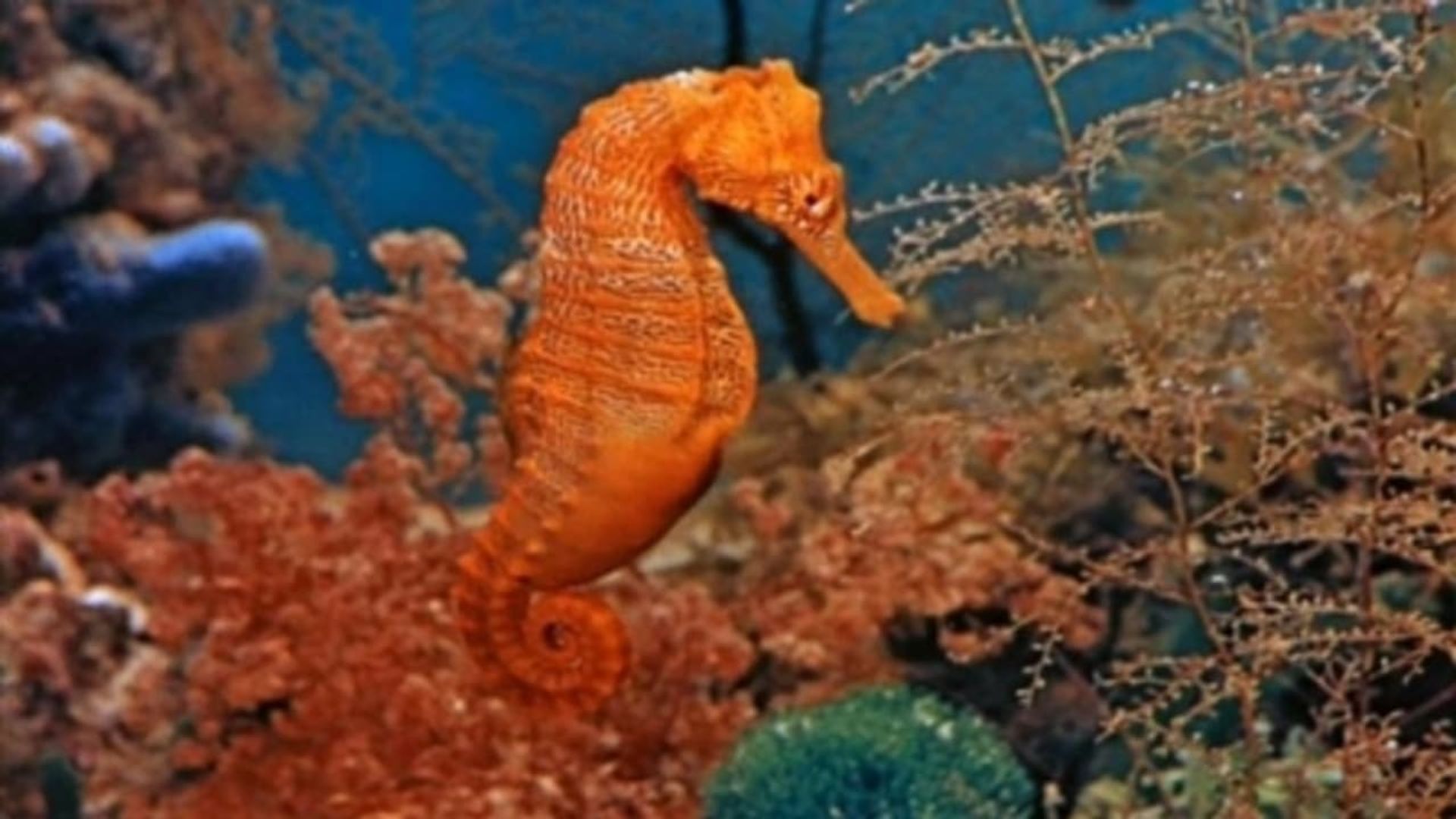 Mysteries of the Deep background