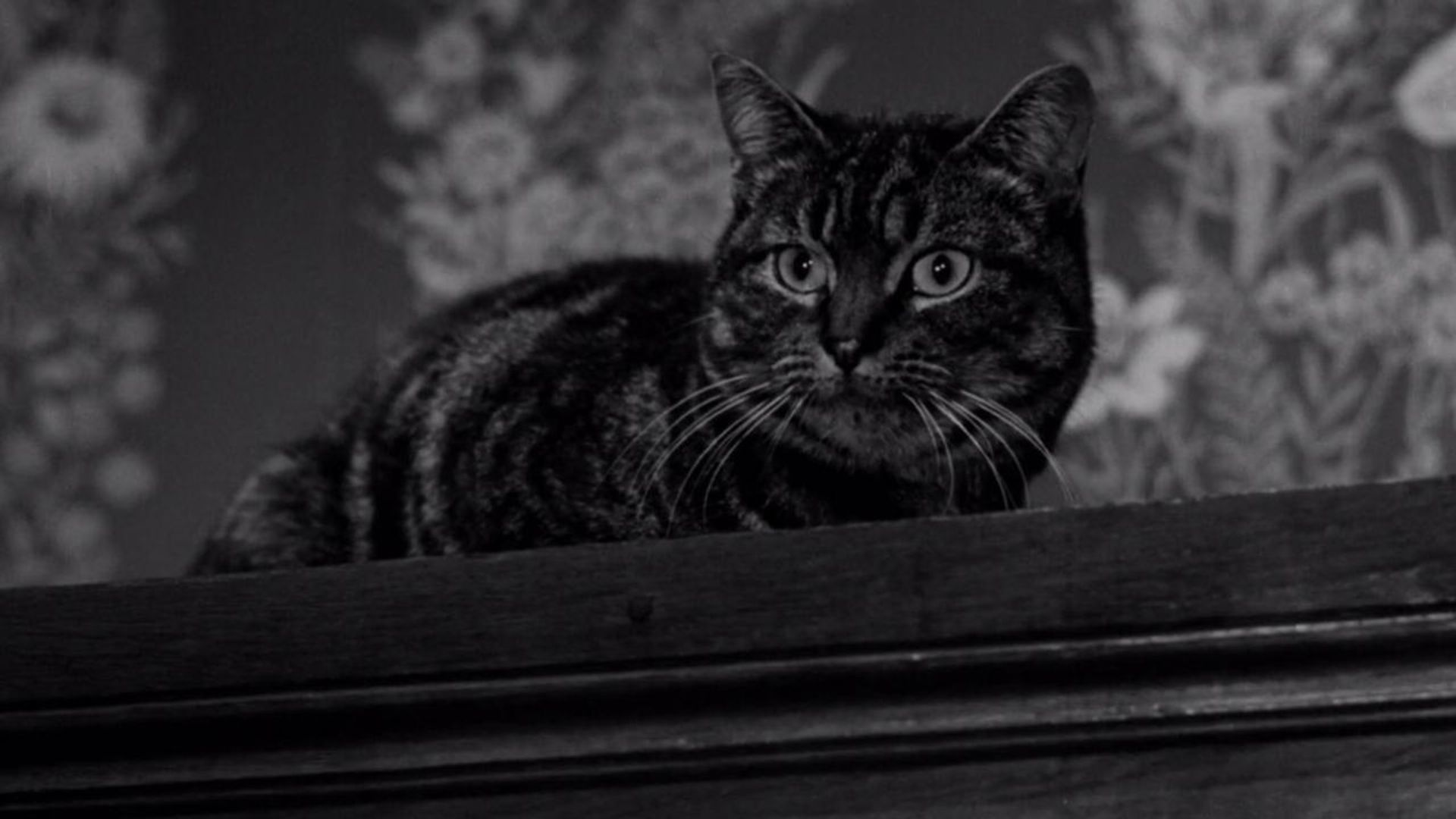 The Shadow of the Cat background