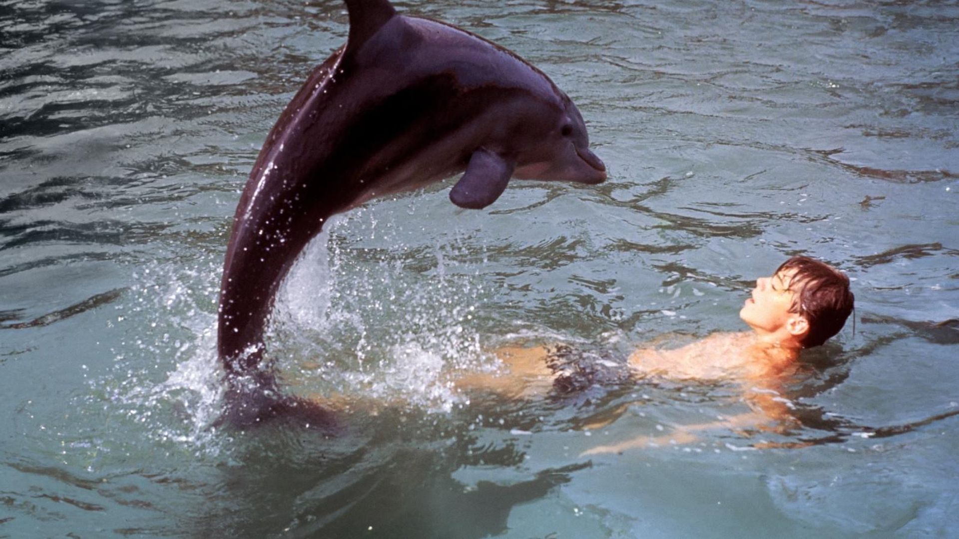 Flipper's New Adventure background