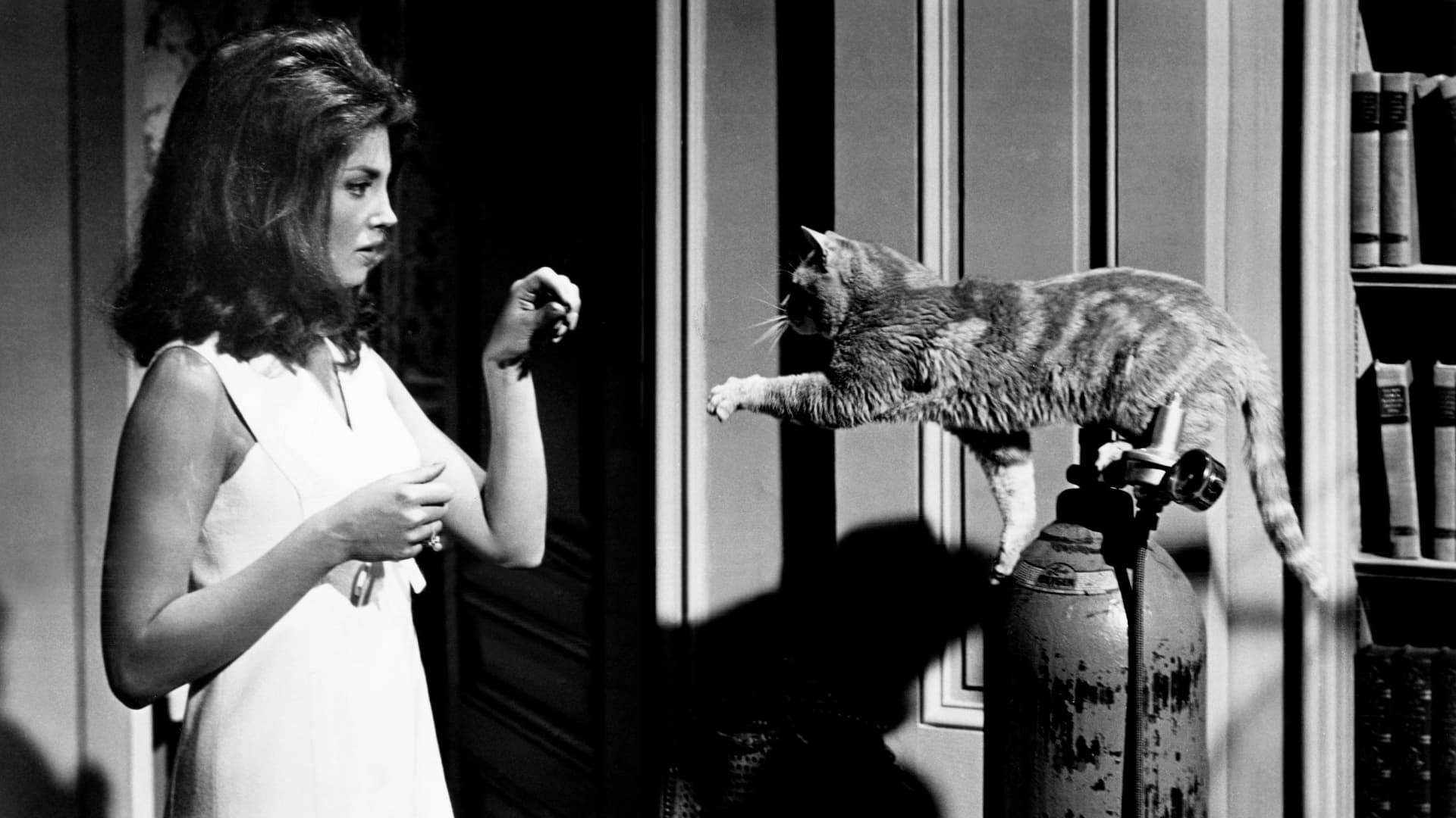 Eye of the Cat background