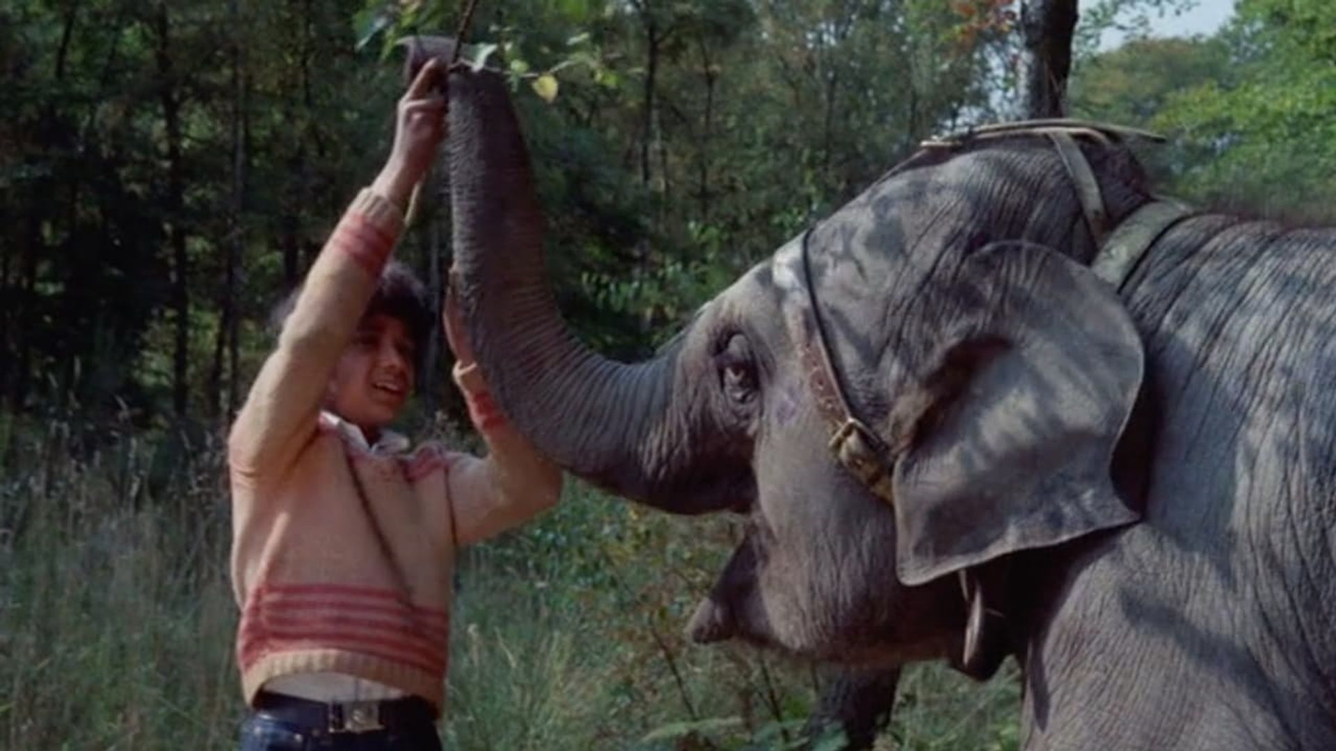 Anoop and the Elephant background