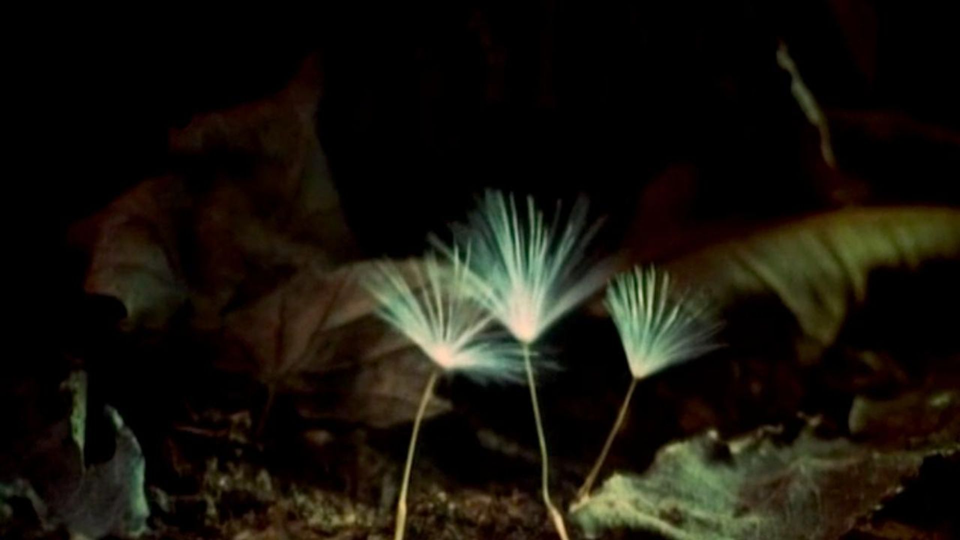 The Secret Life of Plants background