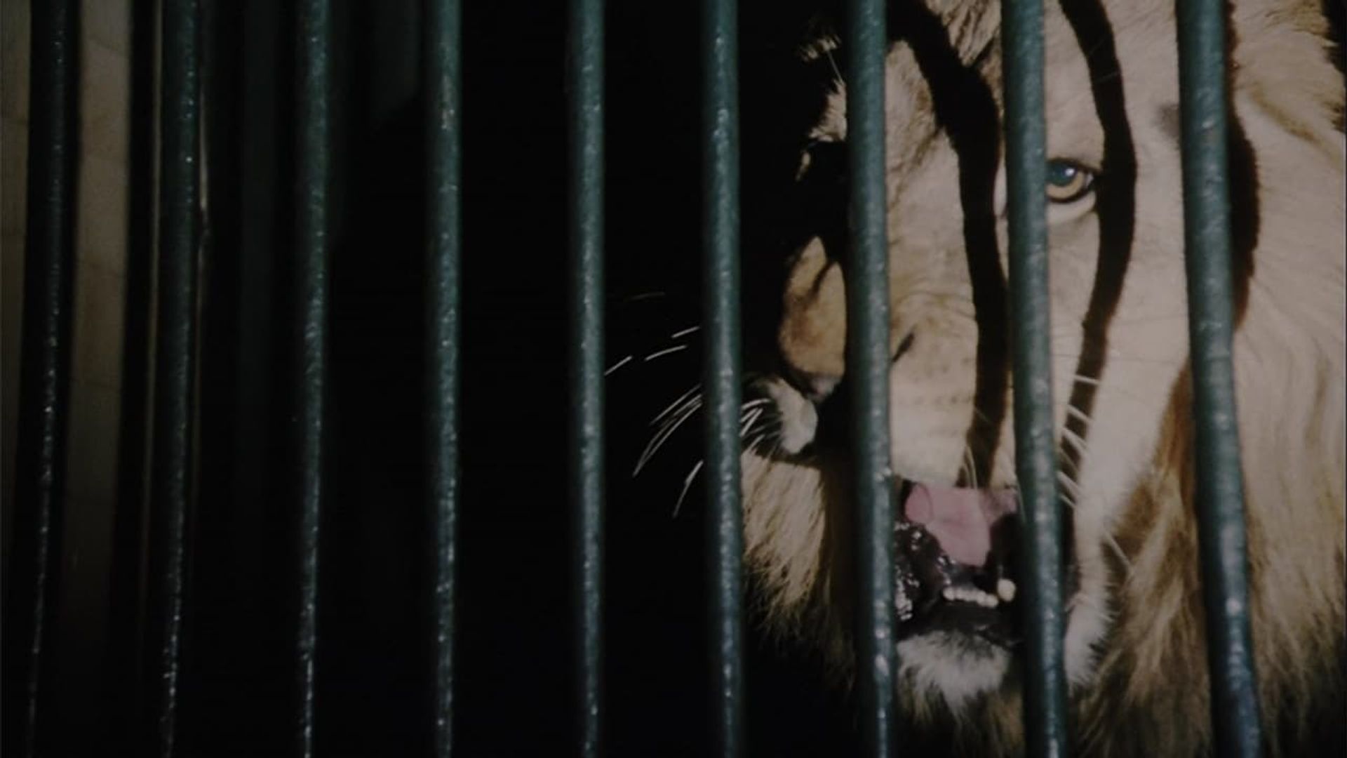 The Wild Beasts background