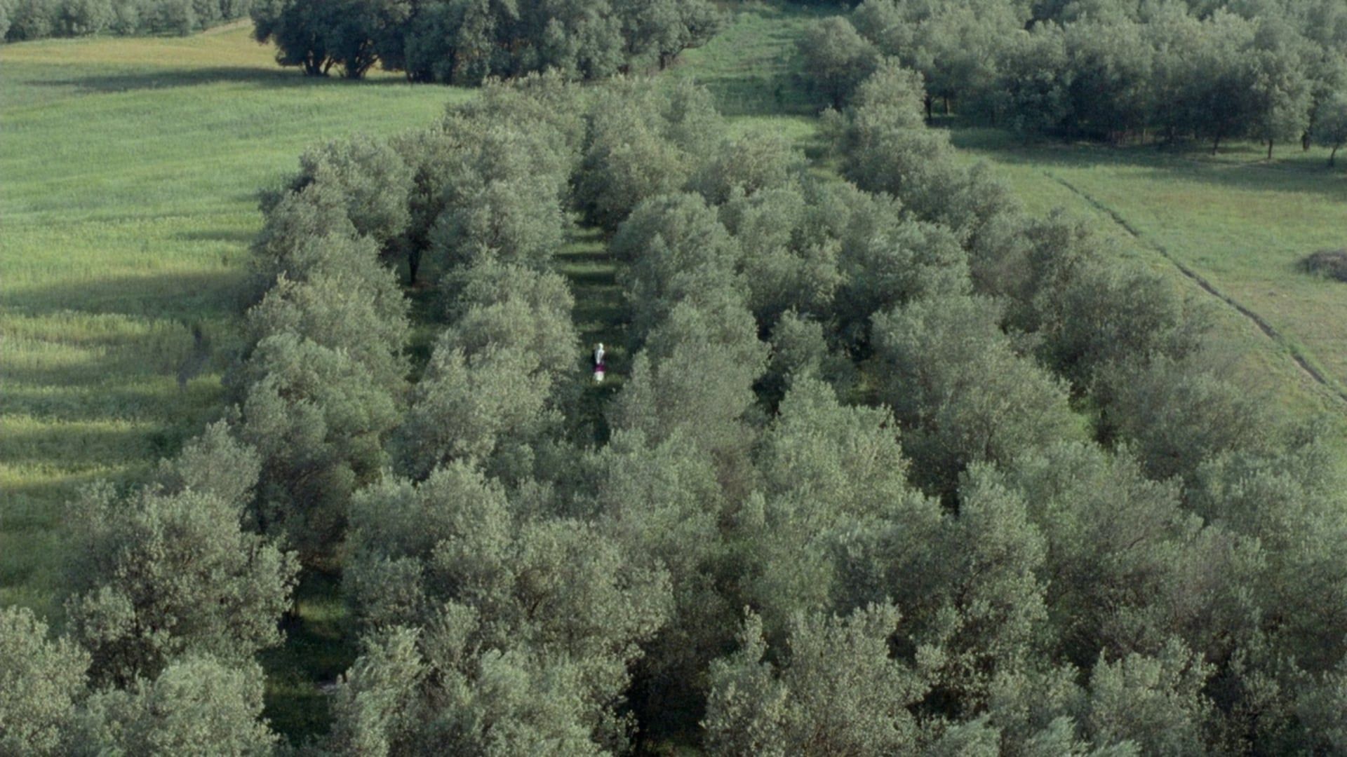 Under the Olive Trees background