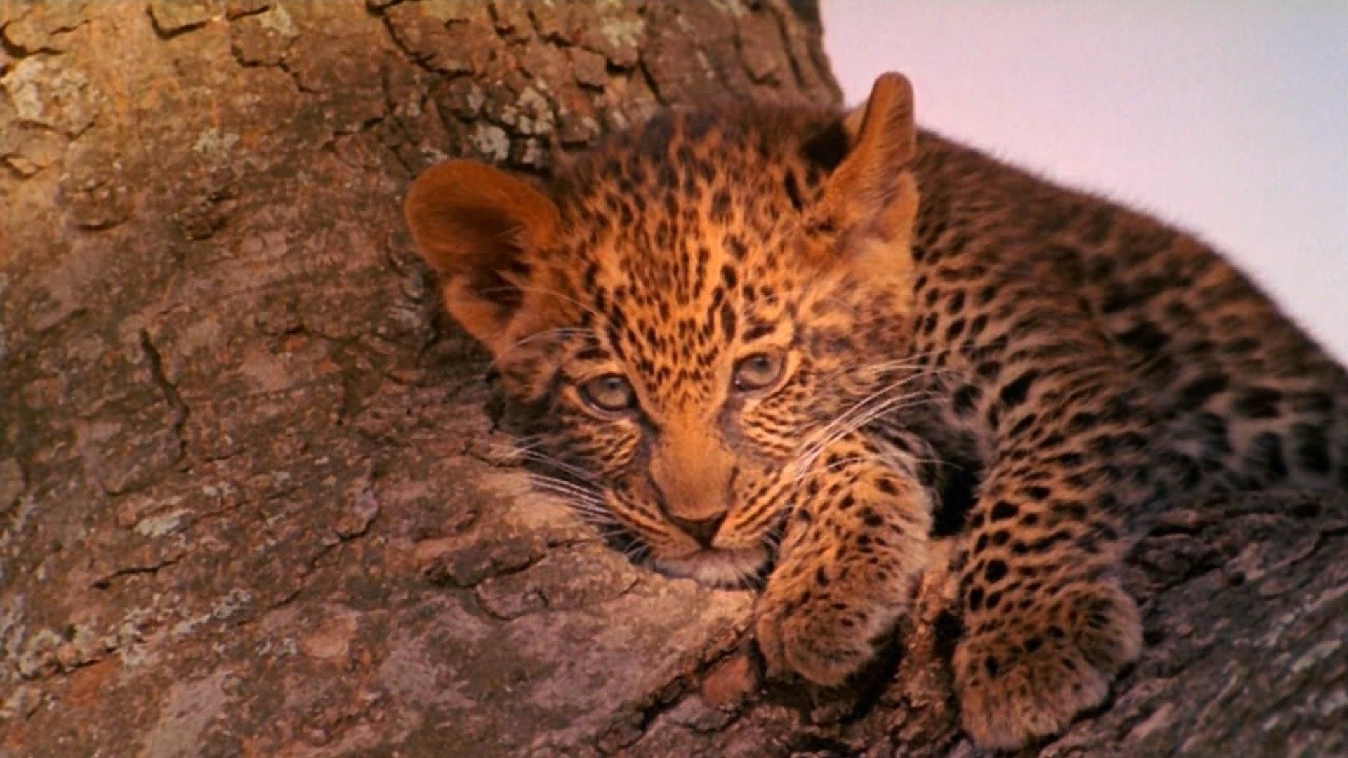 The Leopard Son background