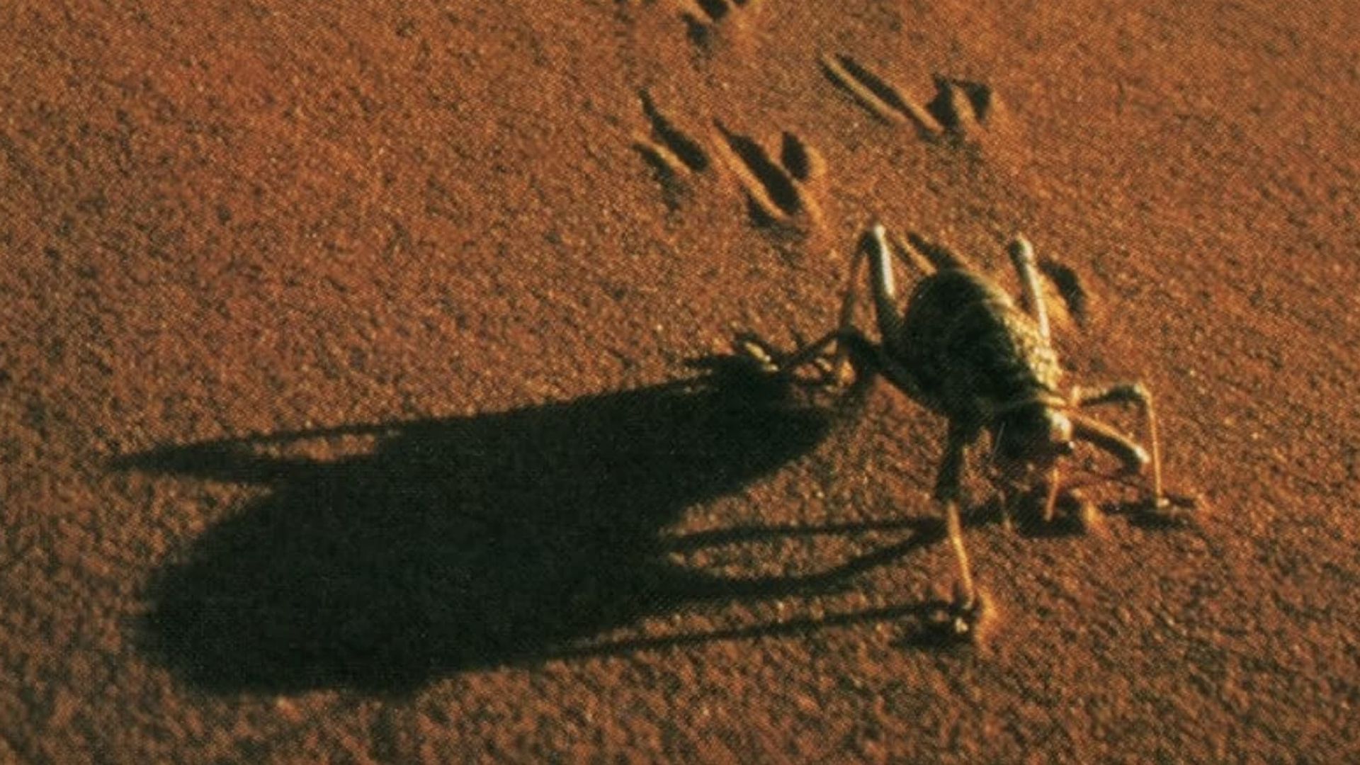 The Living Sands of Namib background