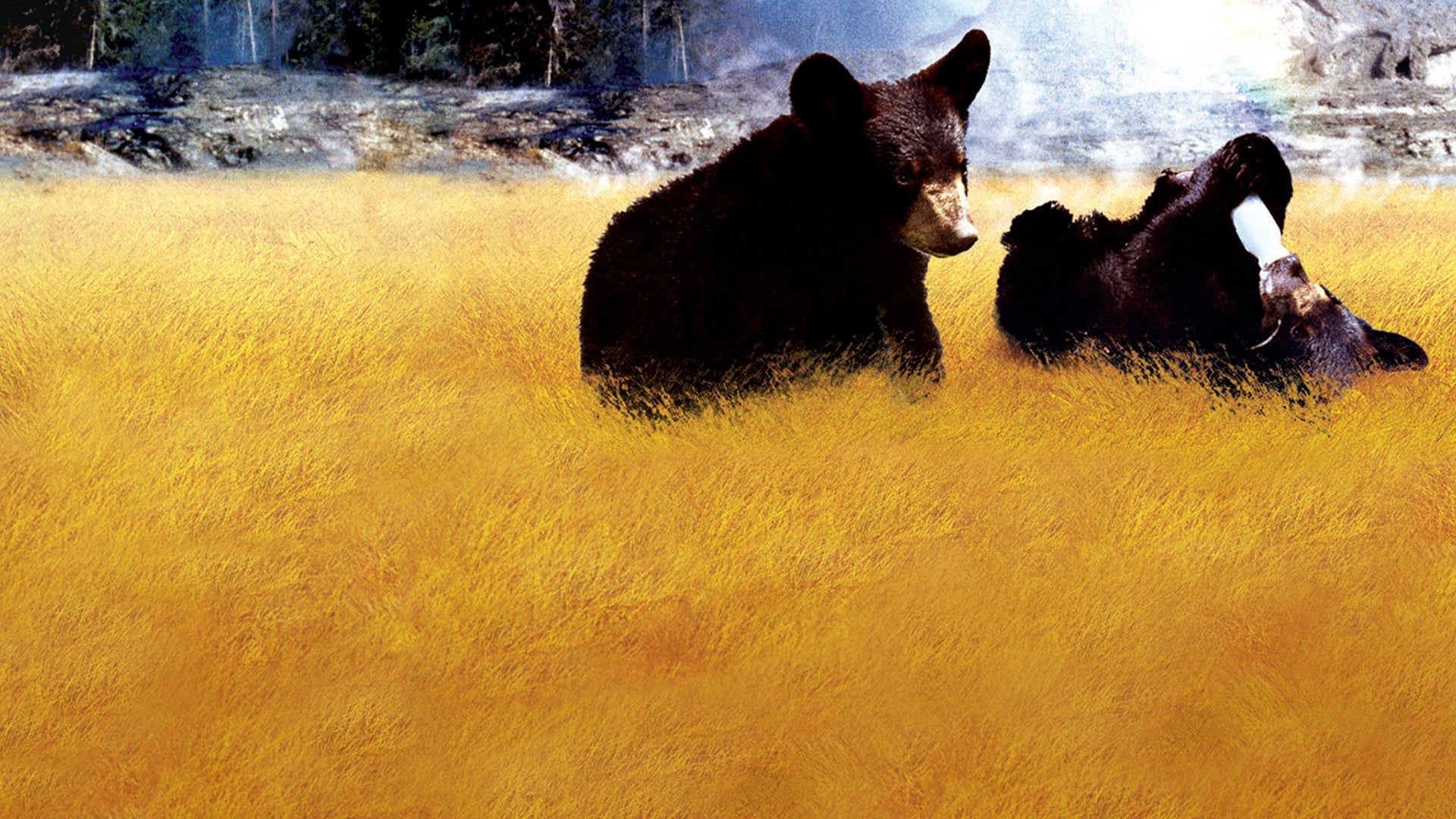 Yellowstone Cubs background