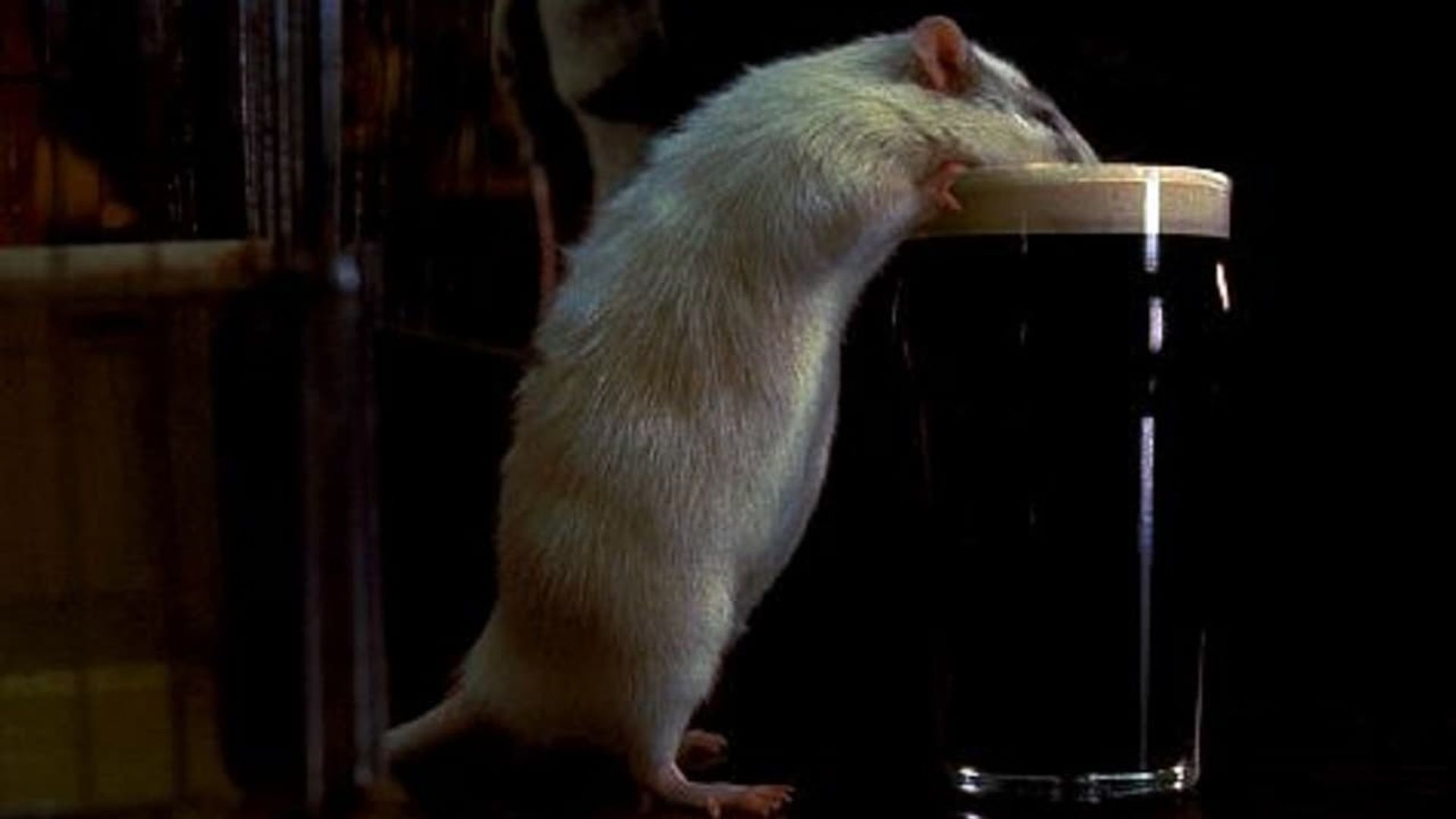 Rat background