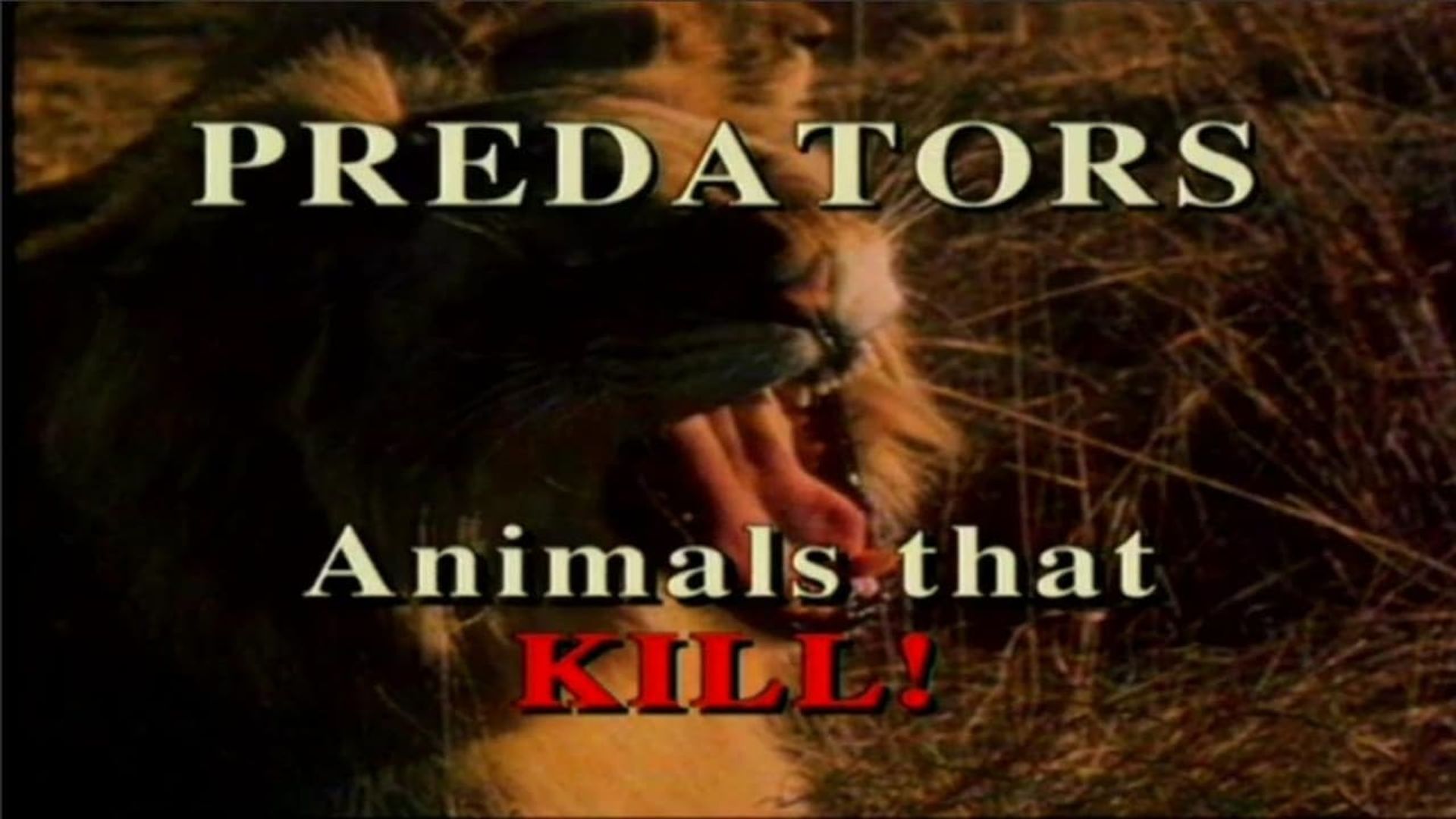 Predators of the Animal World background