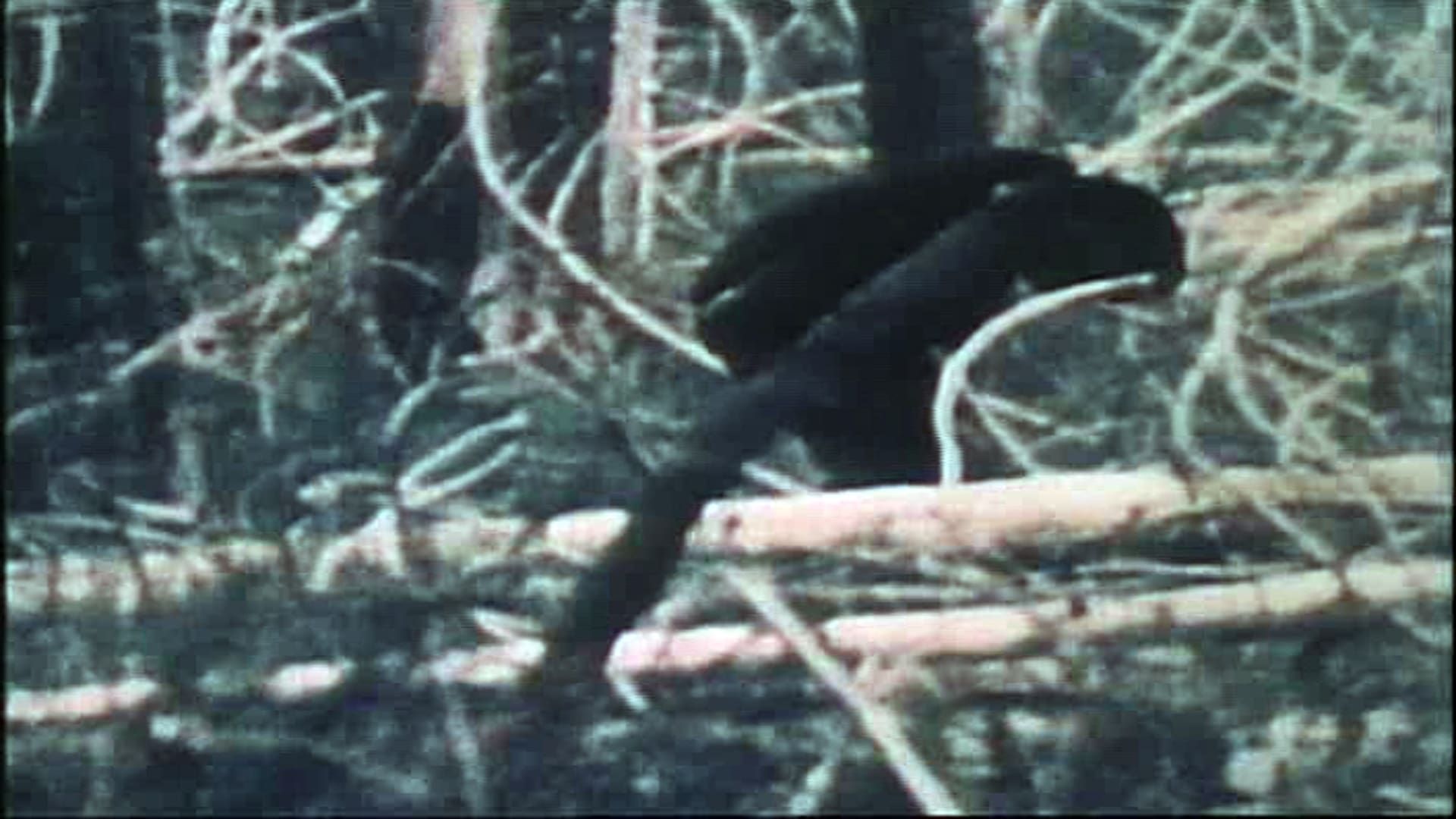 The Legend of Bigfoot background