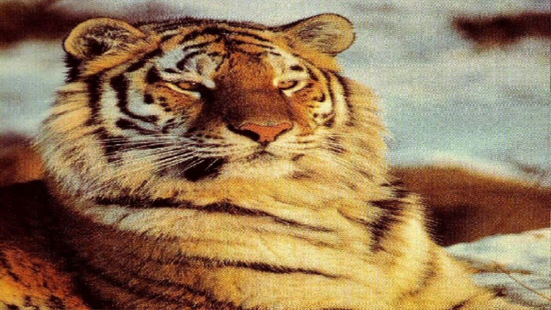 Tigers of the Snow background