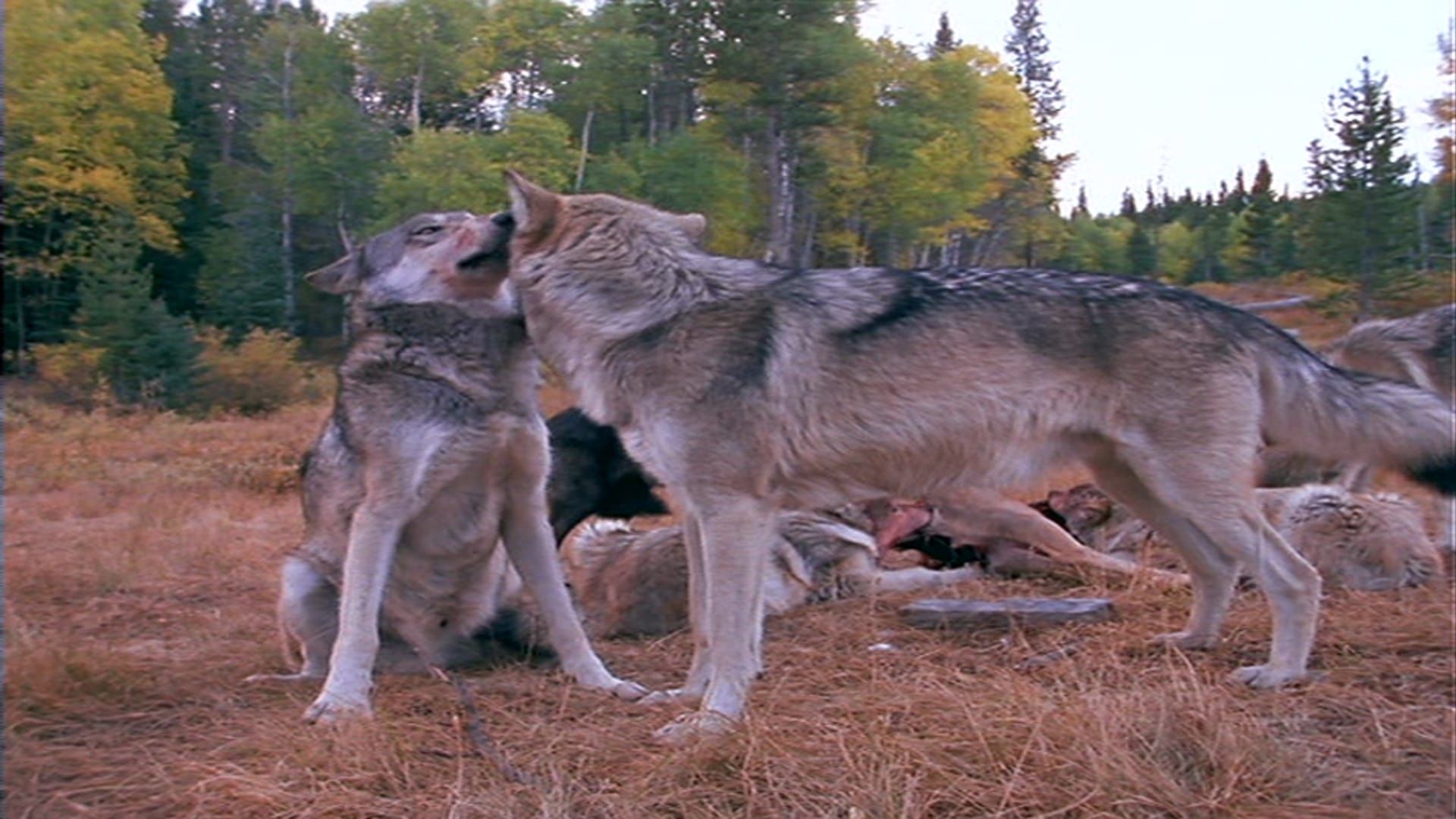 Wolves at Our Door background