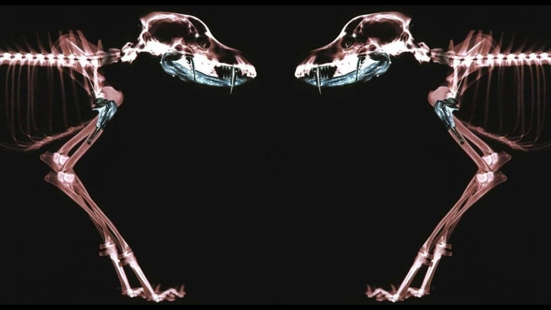 Rottweiler background