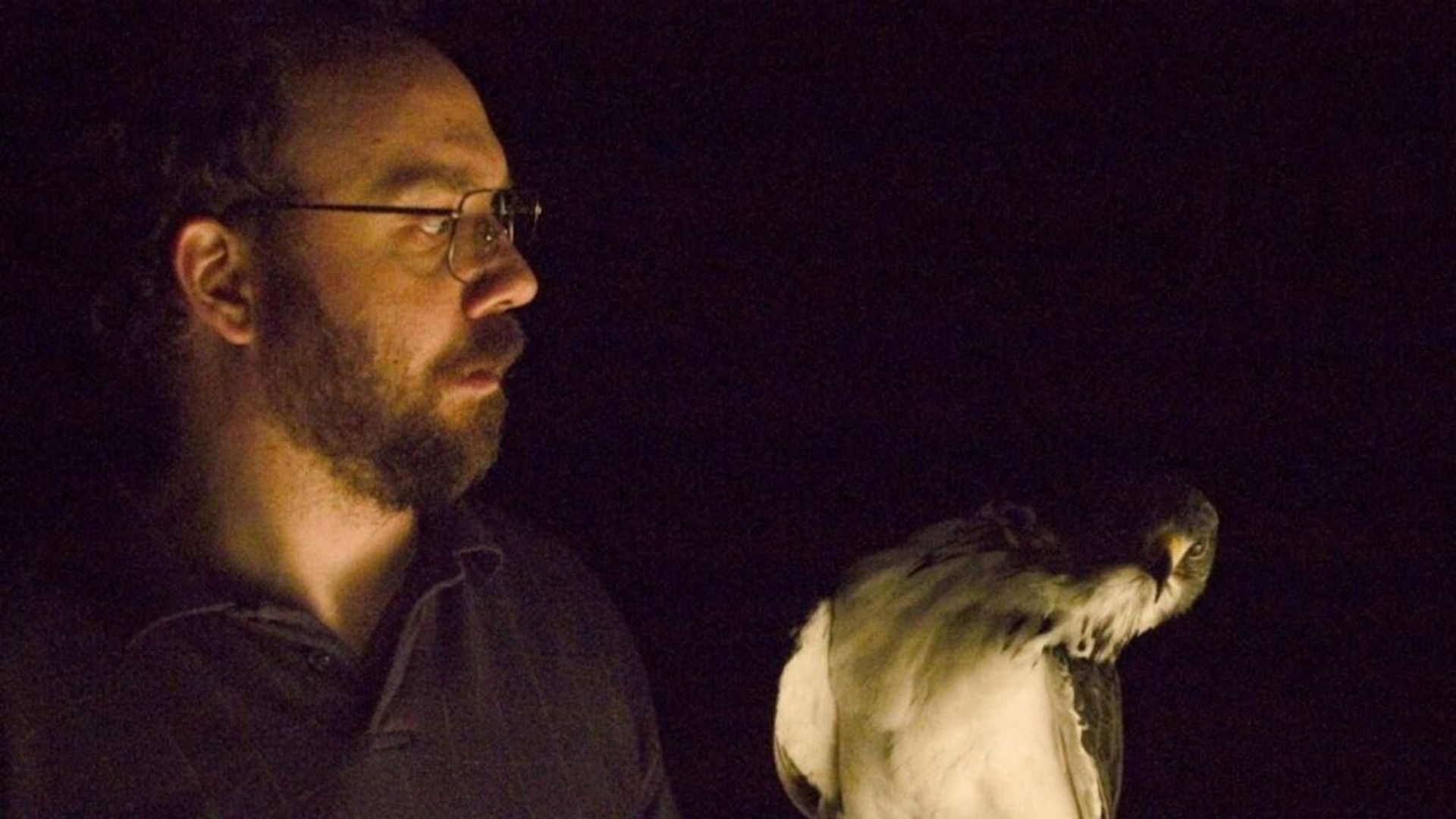 The Hawk Is Dying background