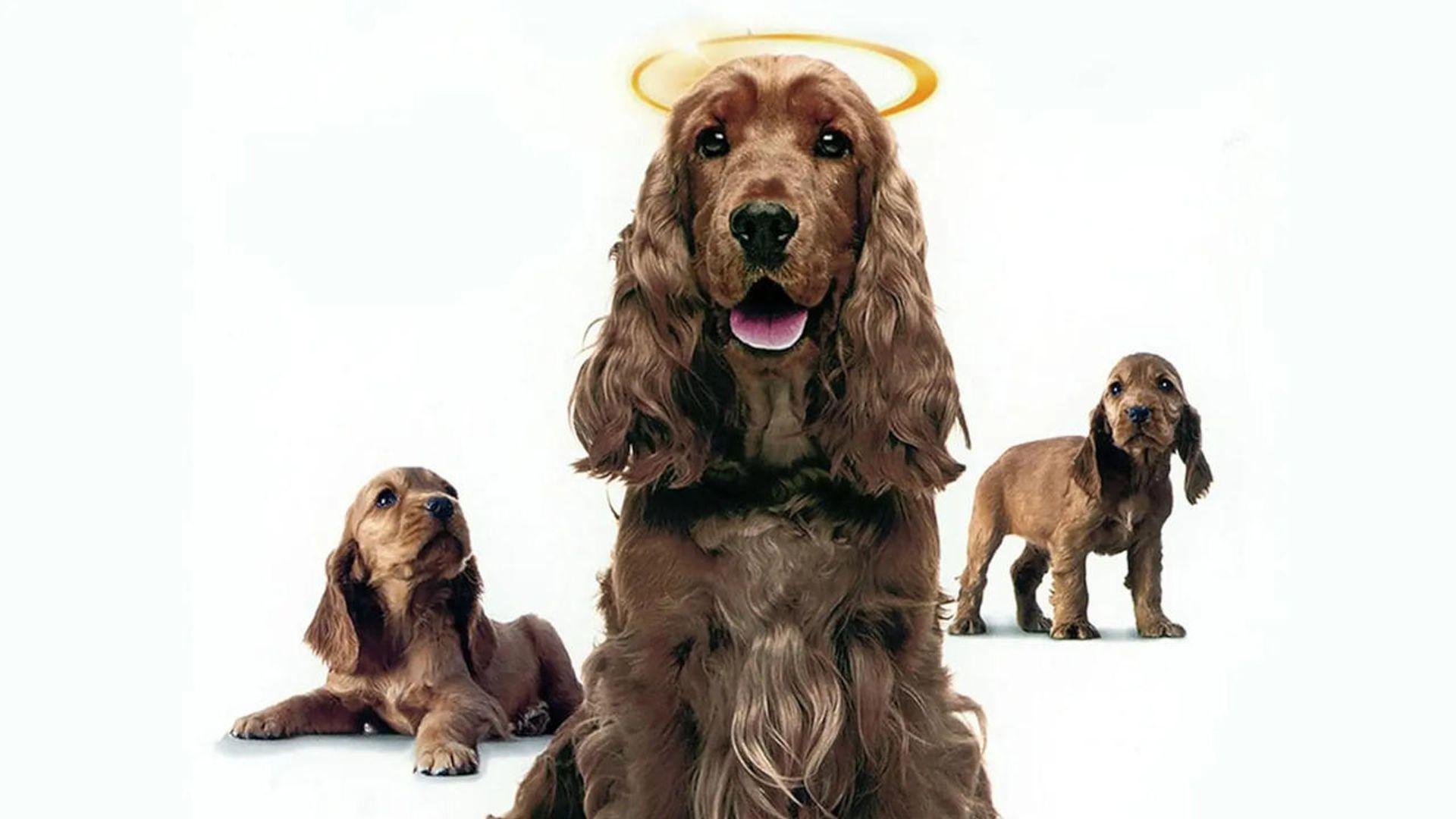 Miracle Dogs Too background